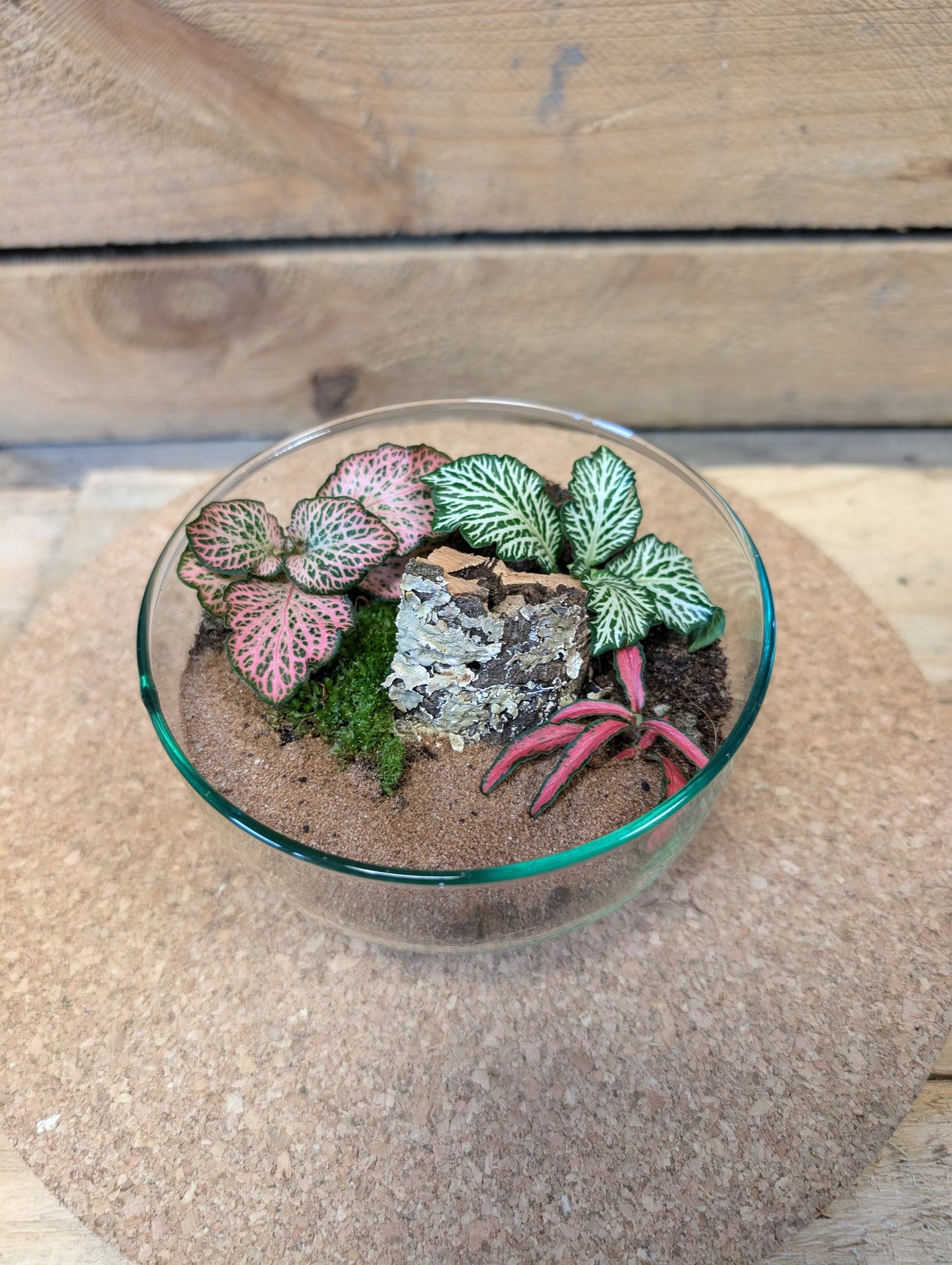 Small Ready-made Terrarium - 'Taylor'
