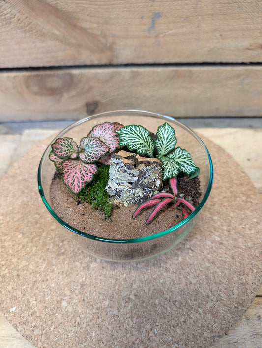Small Ready-made Terrarium - 'Taylor'