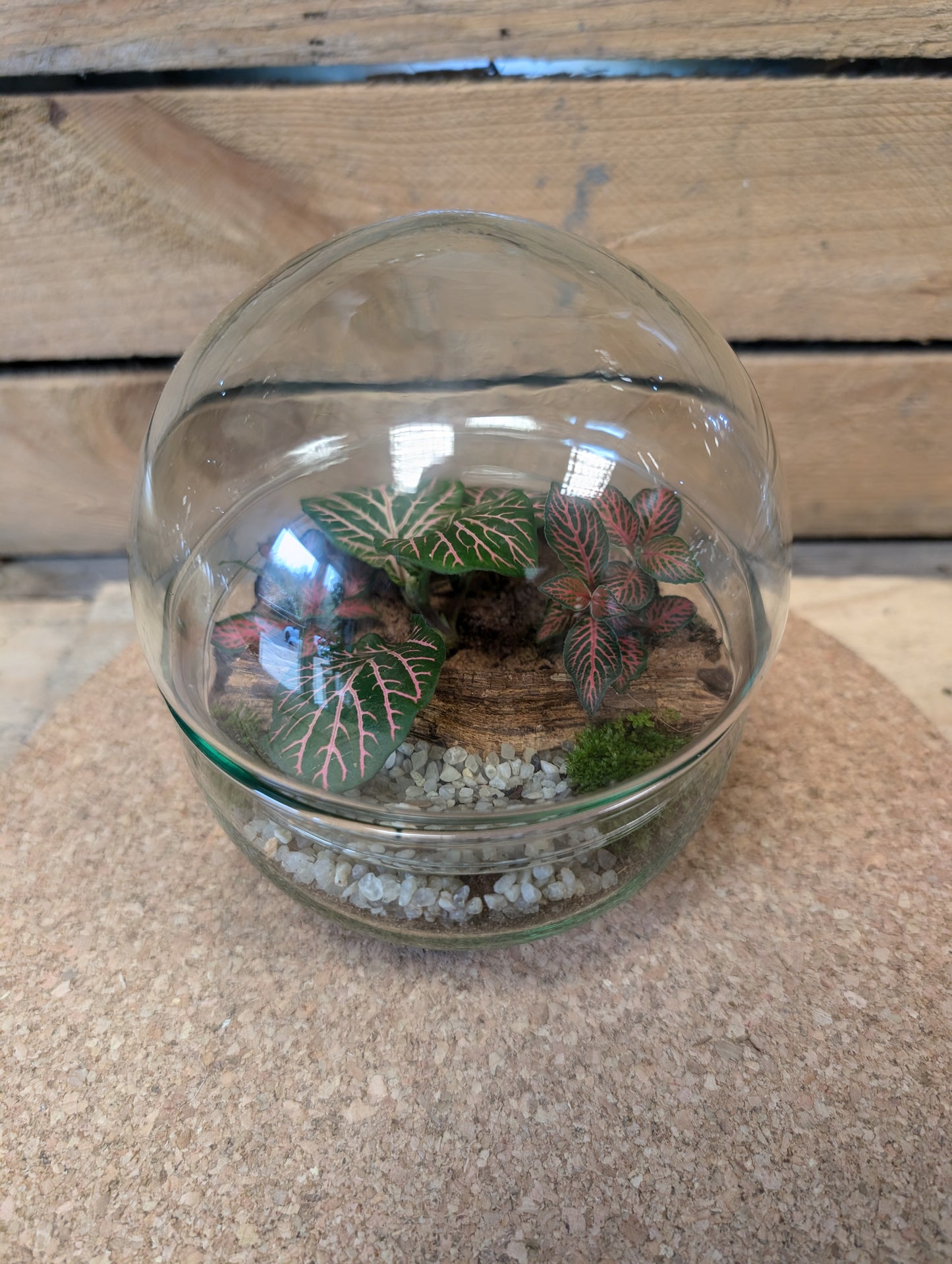 Small Ready-made Terrarium - 'Heidi'