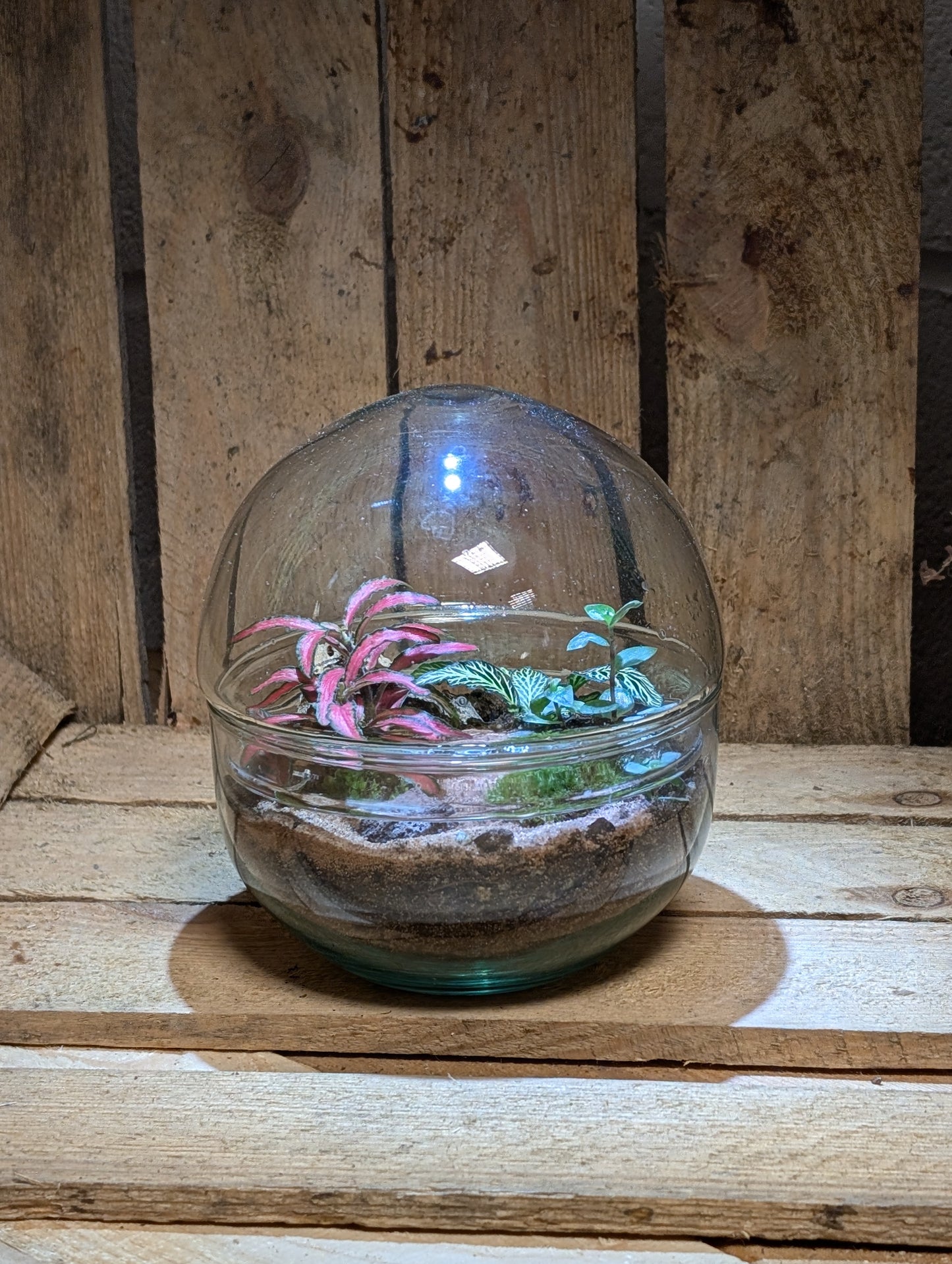 Small Ready-made Terrarium - 'Jack'