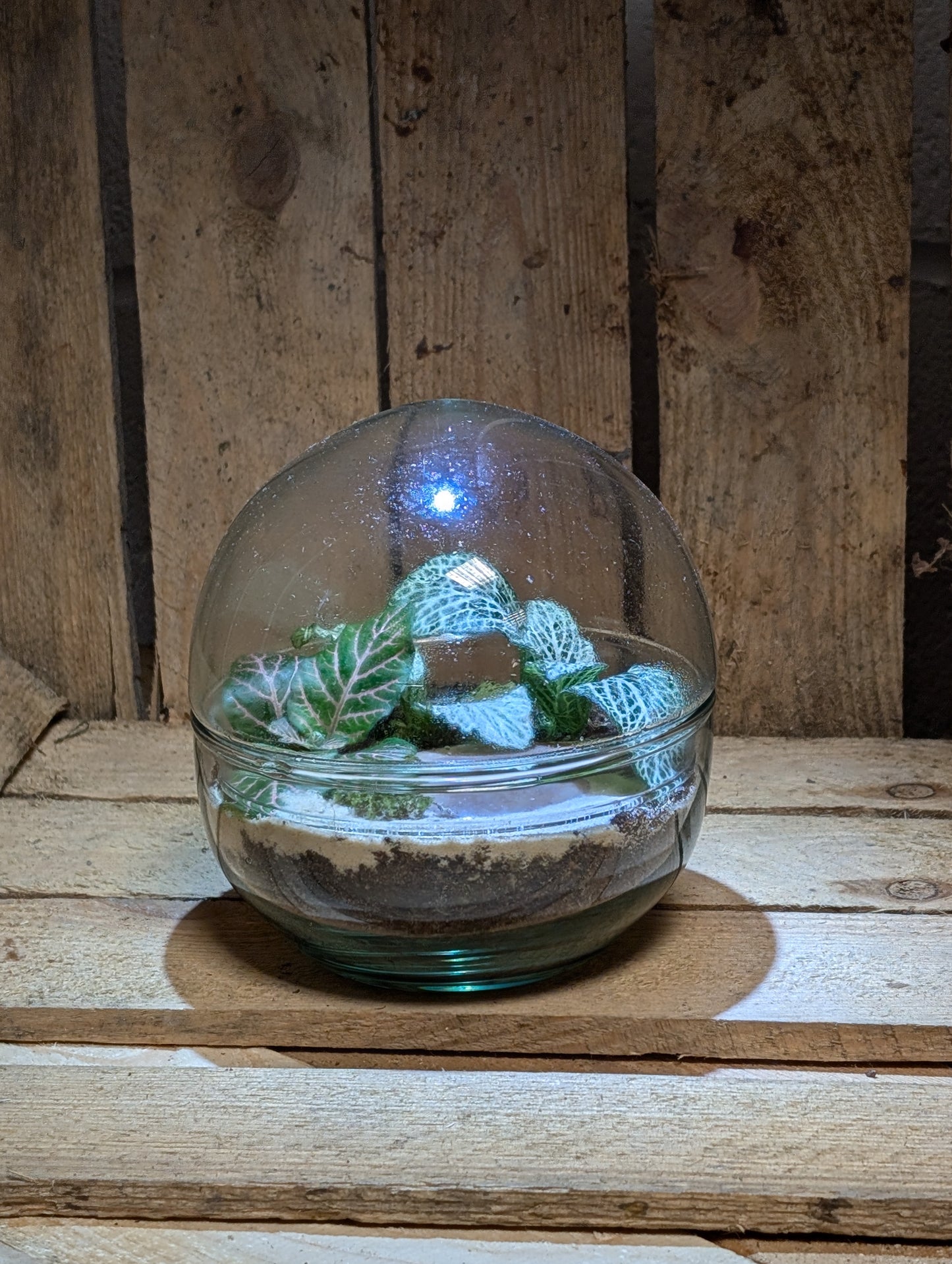 Small Ready-made Terrarium - 'Cliff'