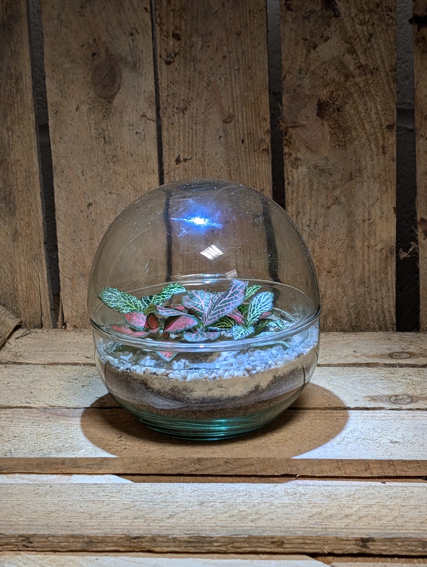 Small Ready-made Terrarium - 'Sarah'