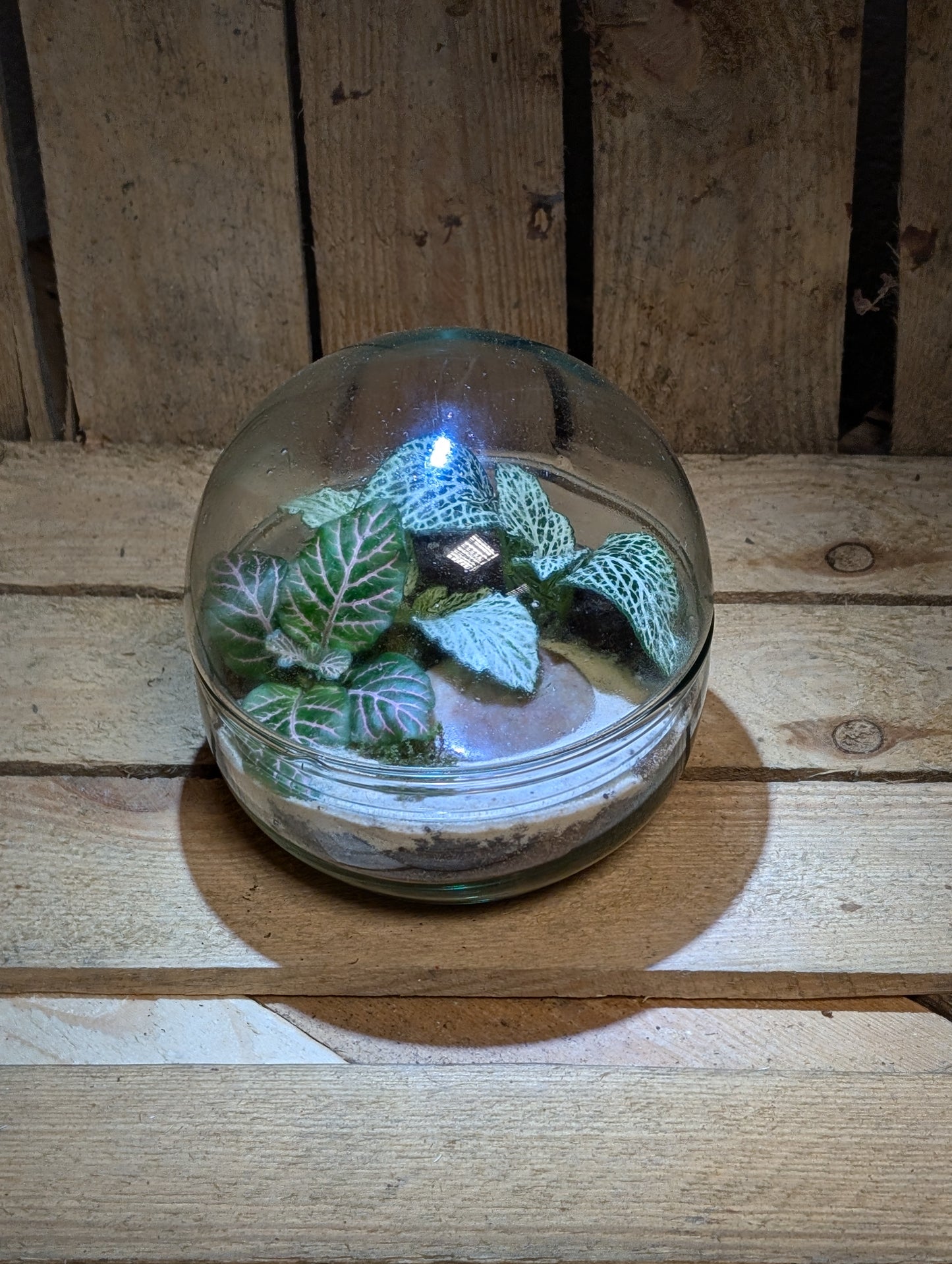 Small Ready-made Terrarium - 'Cliff'