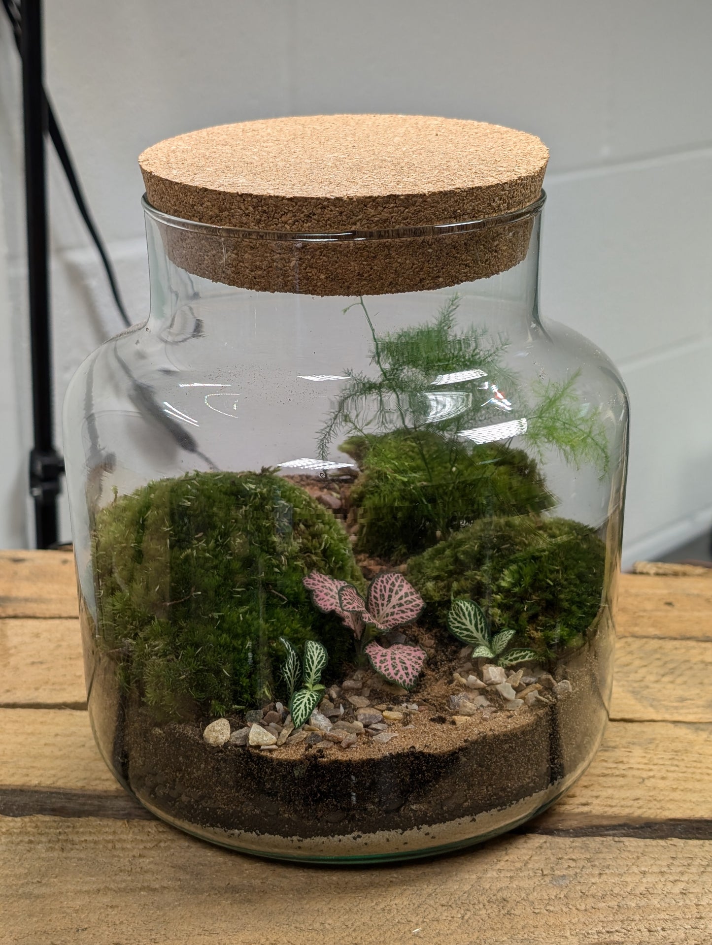 Medium Ready-made Terrarium - 'Penny'