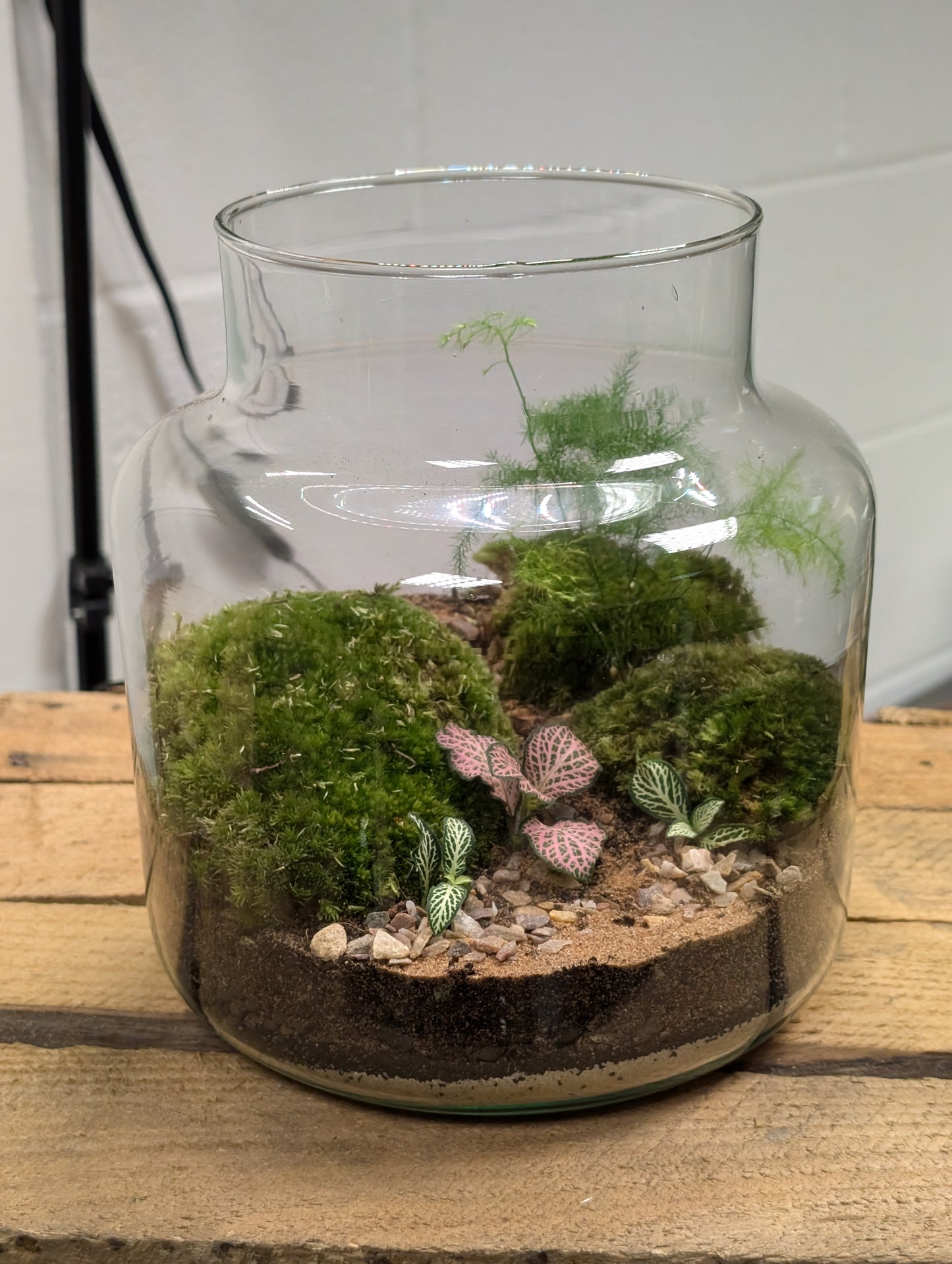 Medium Ready-made Terrarium - 'Penny'
