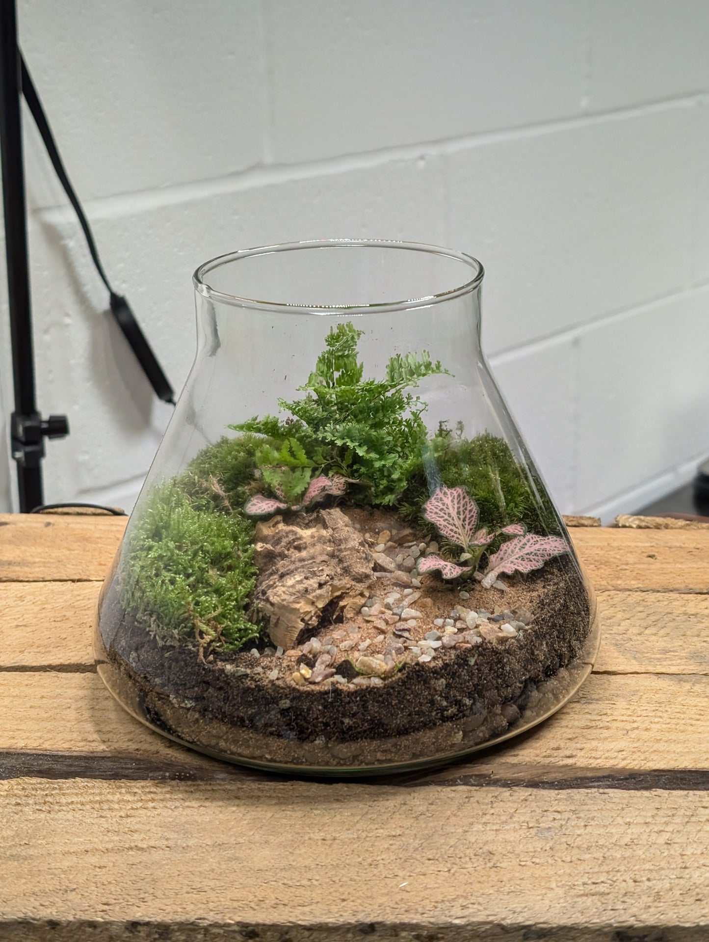 Medium Ready-made Terrarium - 'Geoffrey'
