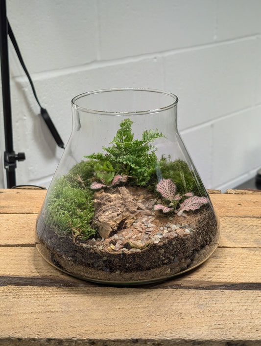 Medium Ready-made Terrarium - 'Geoffrey'