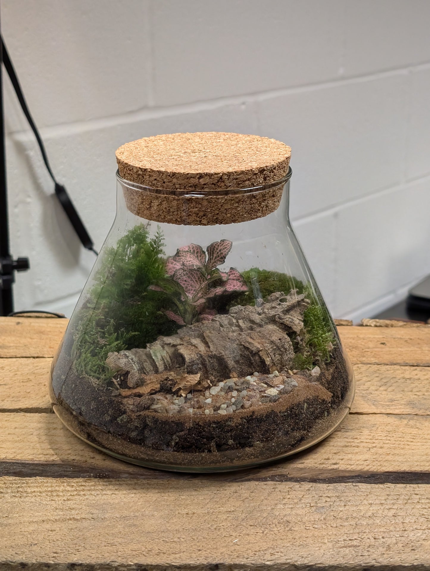 Medium Ready-made Terrarium - 'Geraldine'