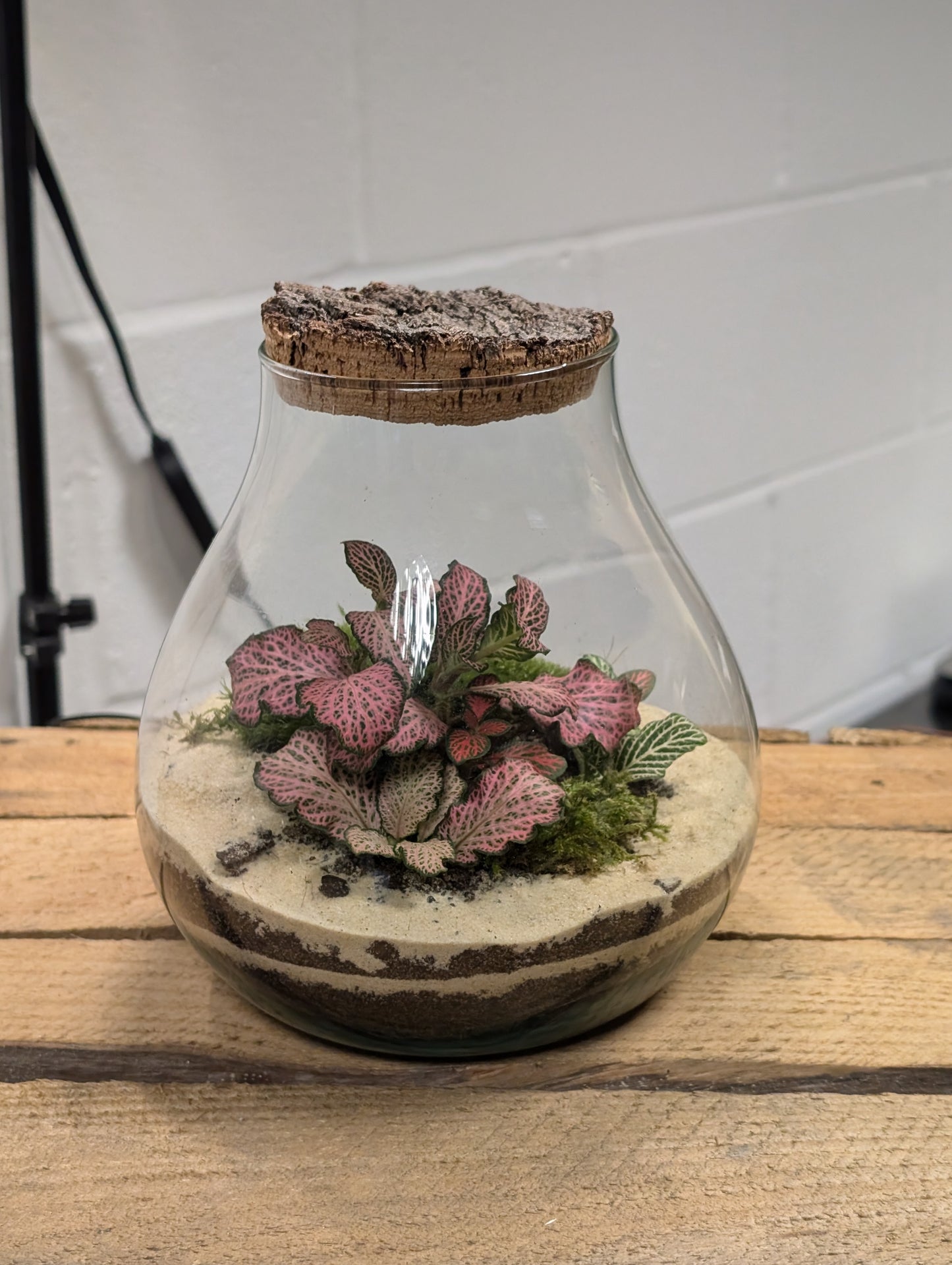 Medium Ready-made Terrarium - 'Patricia'