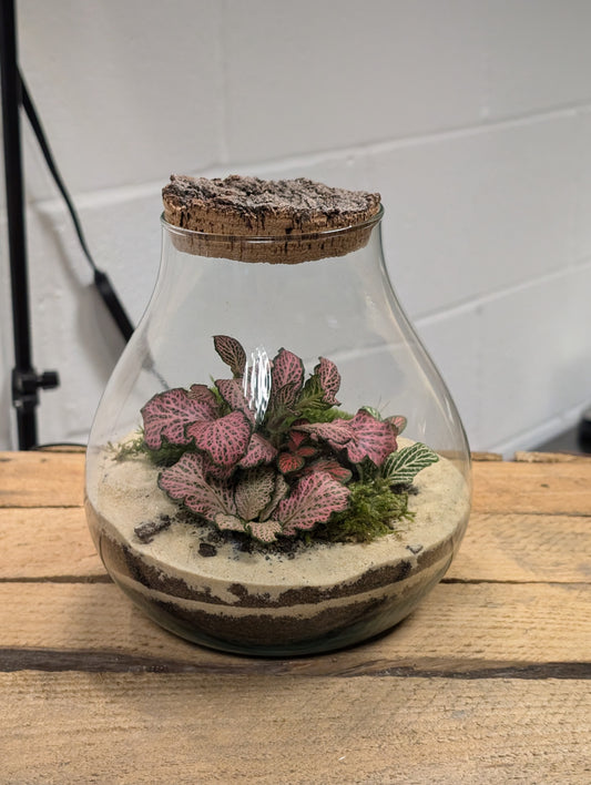 Medium Ready-made Terrarium - 'Patricia'