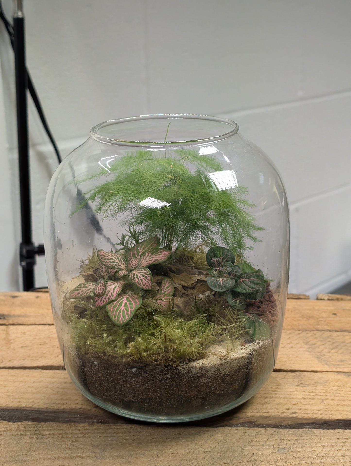 Medium Ready-made Terrarium - 'Tony'