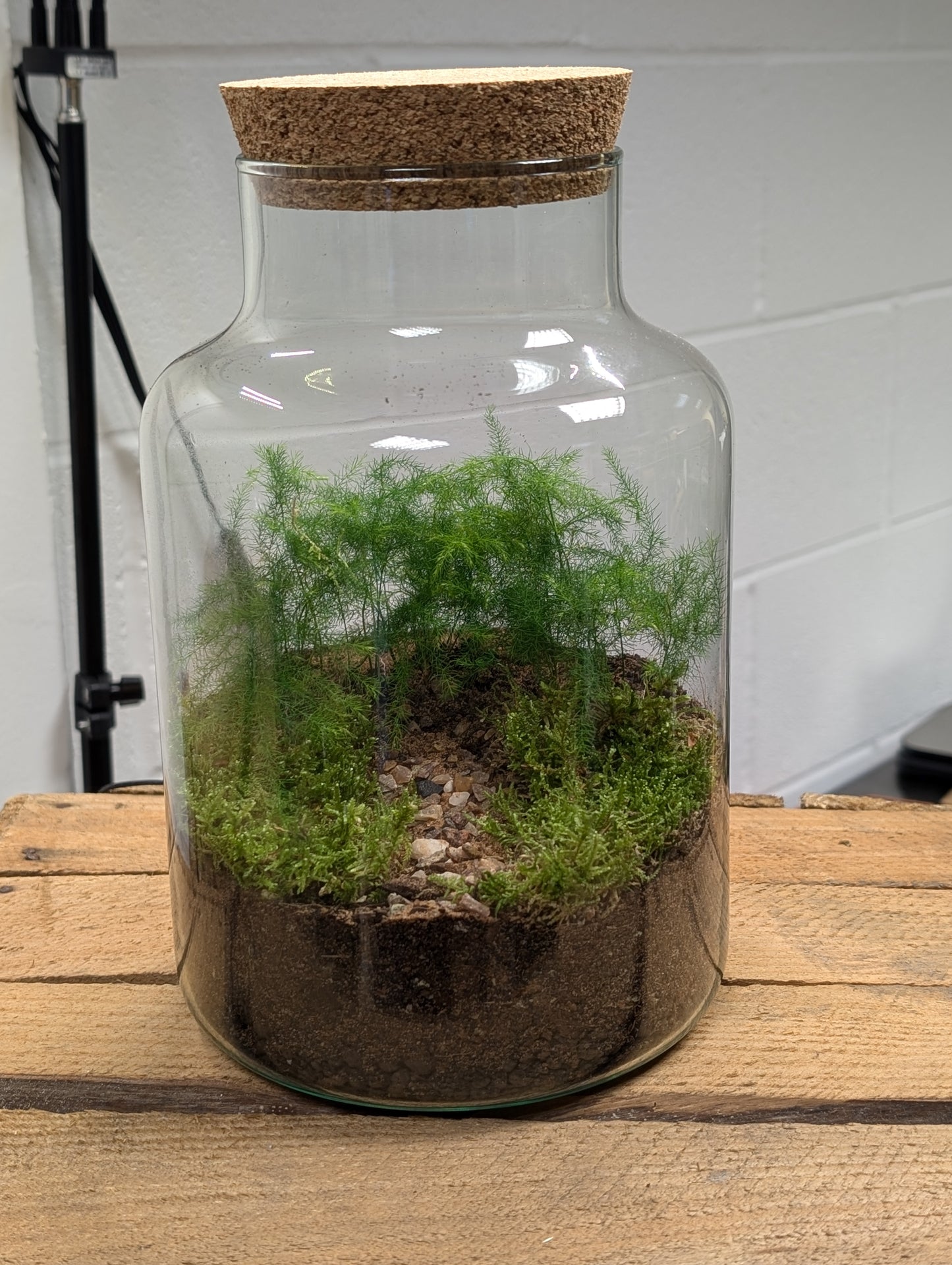 Large Ready-made Terrarium - 'Bill'