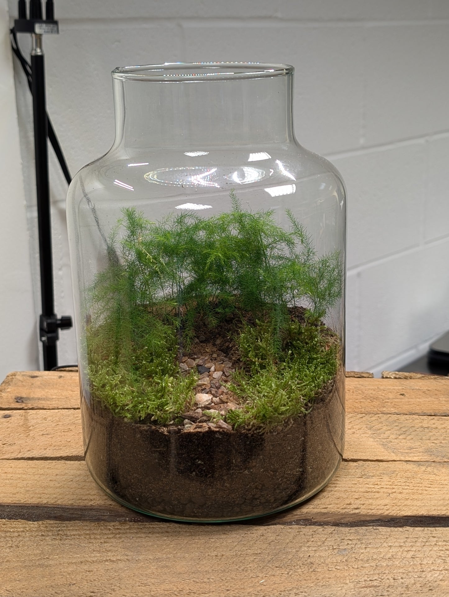 Large Ready-made Terrarium - 'Bill'
