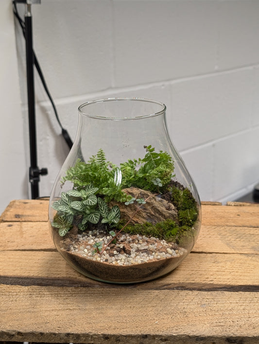 Medium Ready-made Terrarium - 'Catherine'