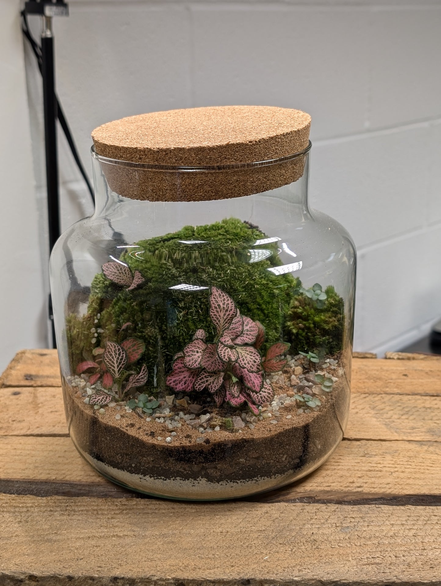 Medium Ready-made Terrarium - 'Sheldon'