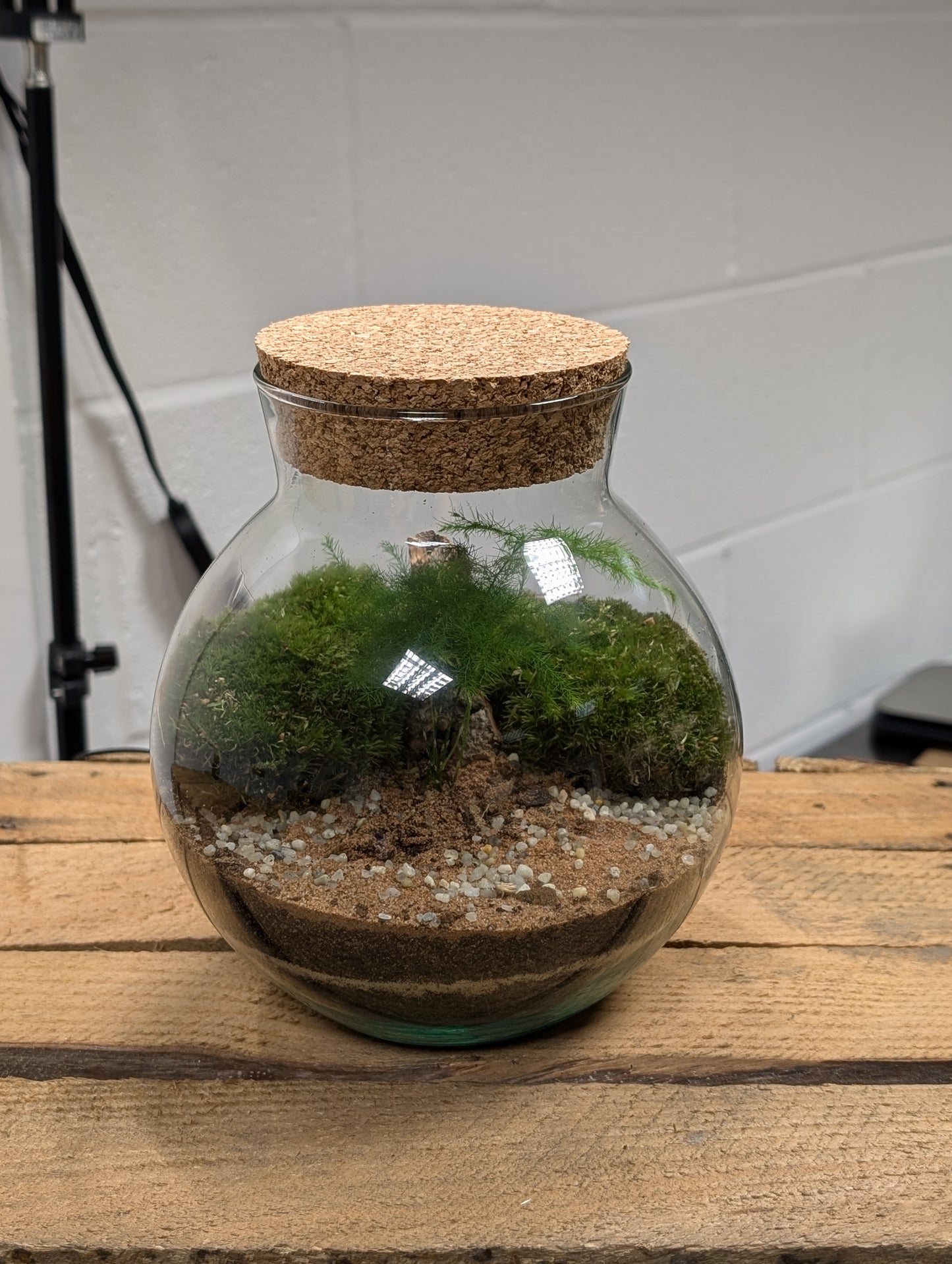 Medium Ready-made Terrarium - 'Oscar'