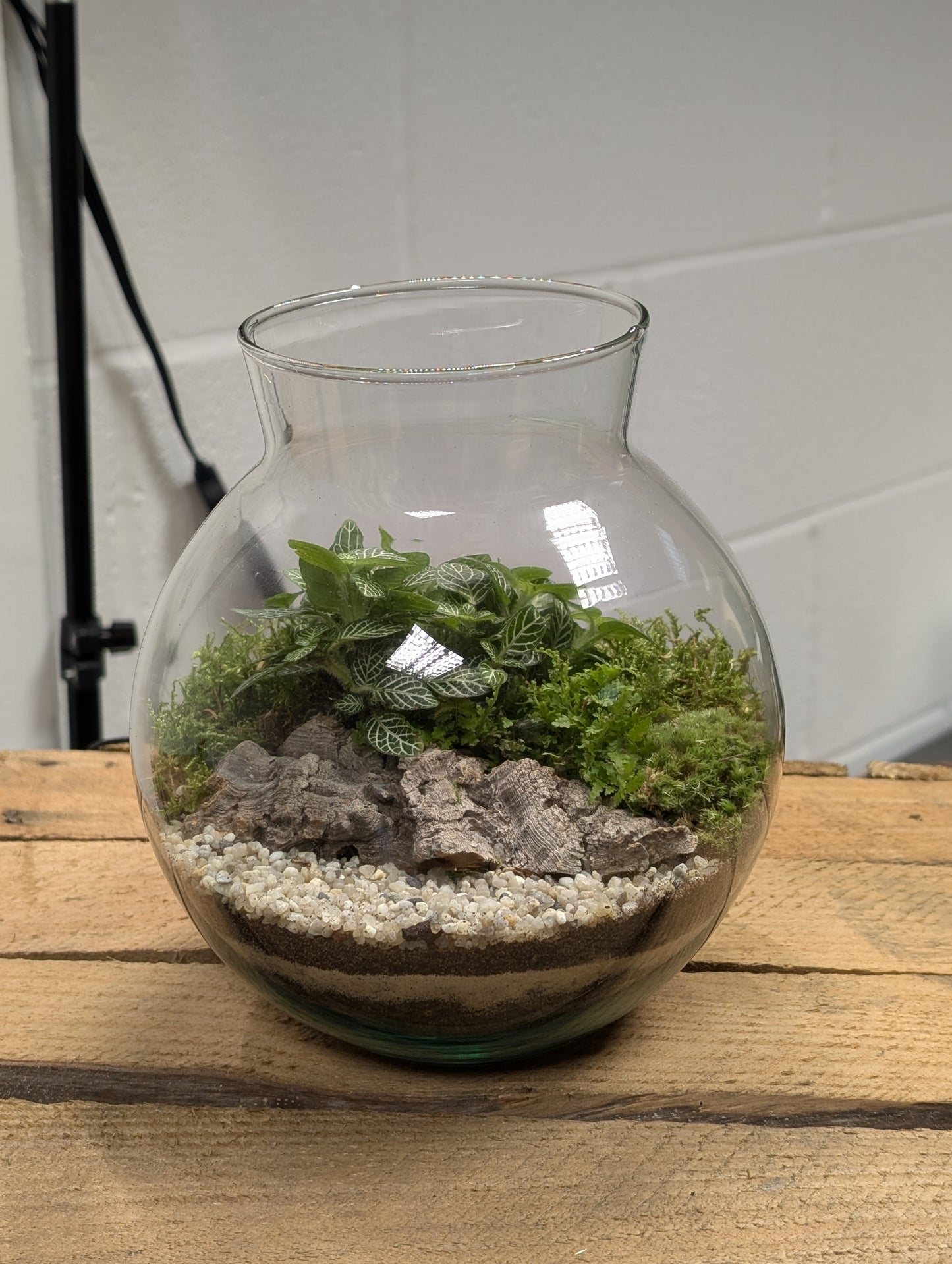 Medium Ready-made Terrarium - 'Betty'