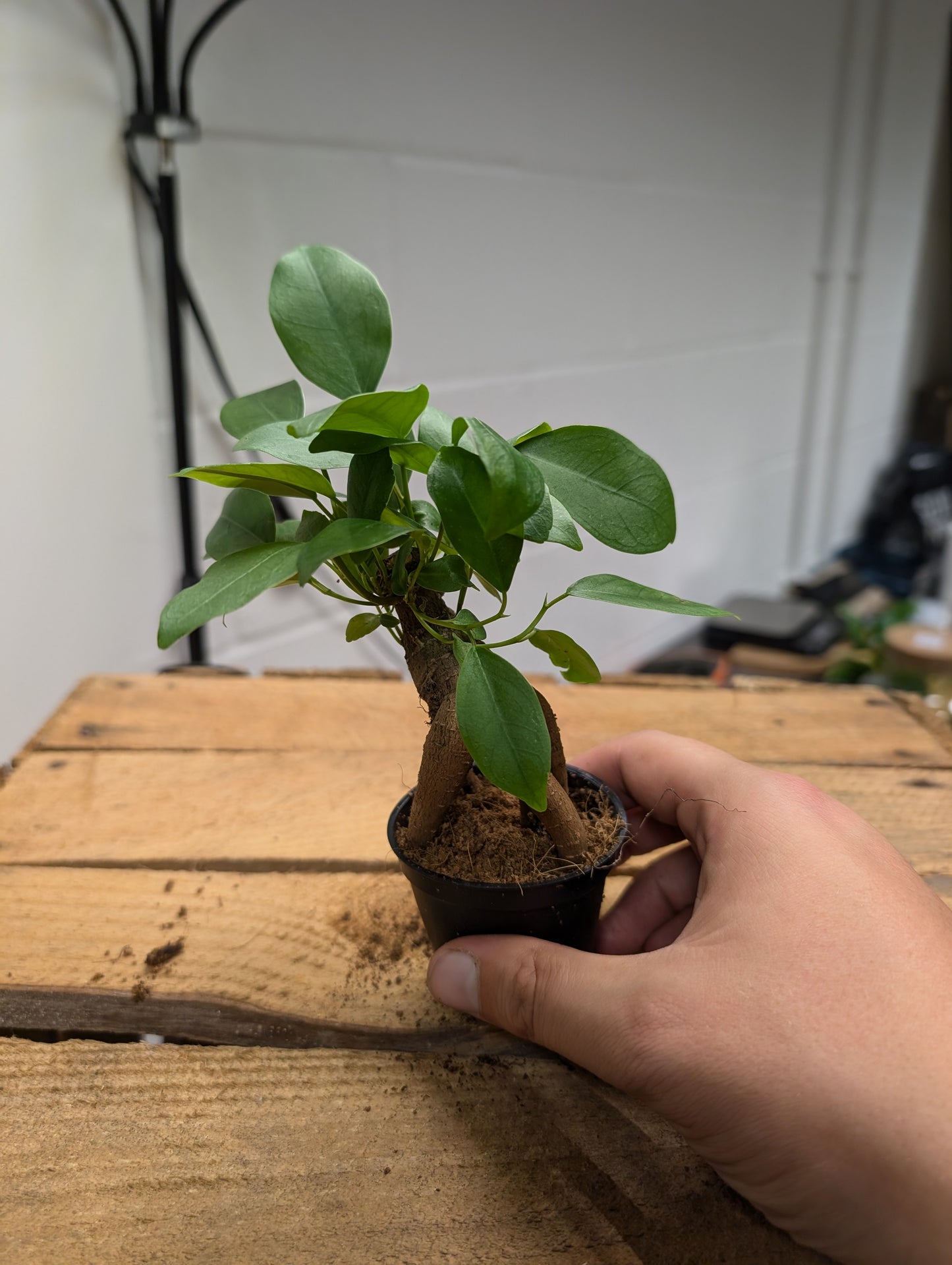 Ficus Ginseng