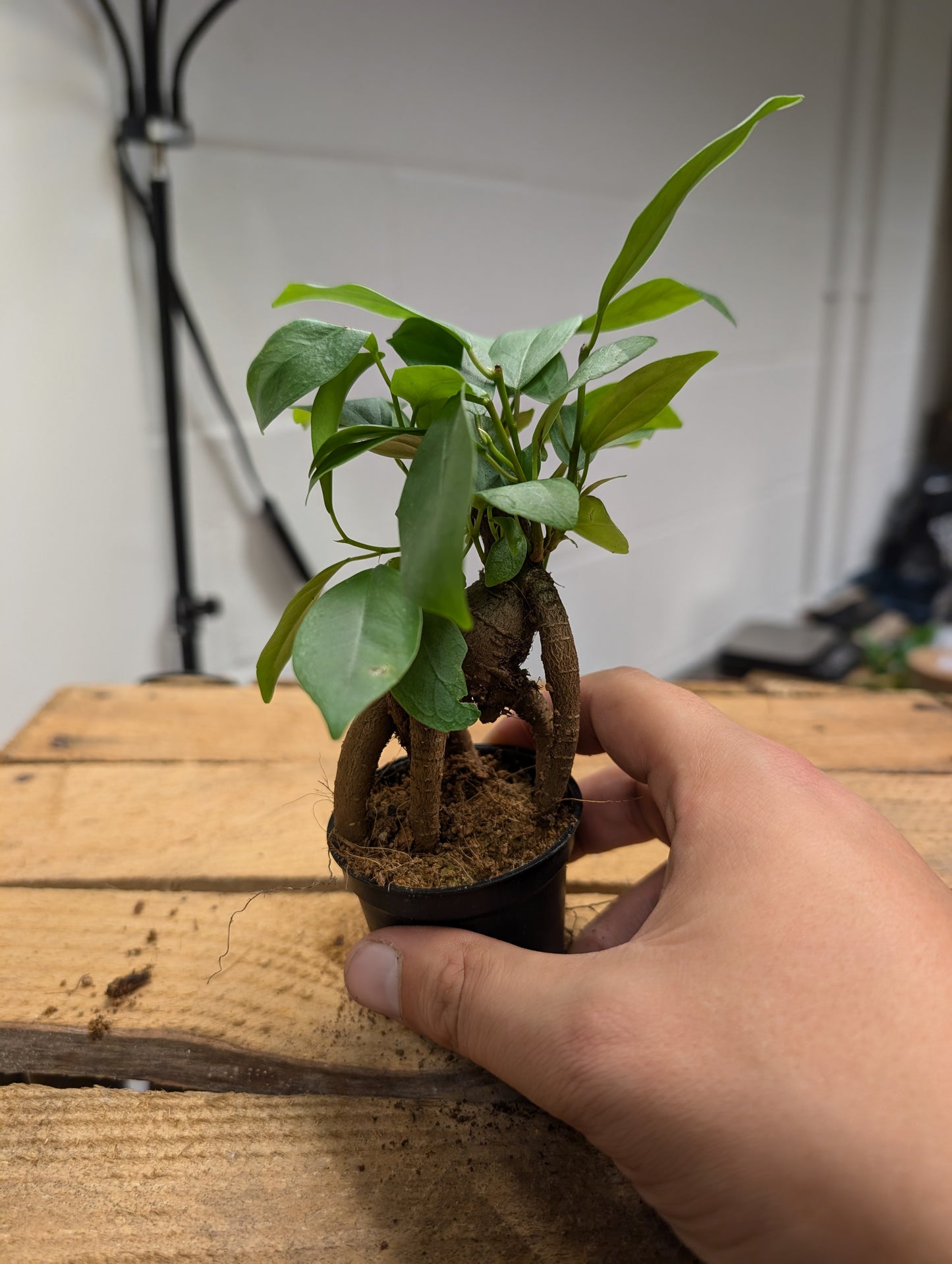 Ficus Ginseng