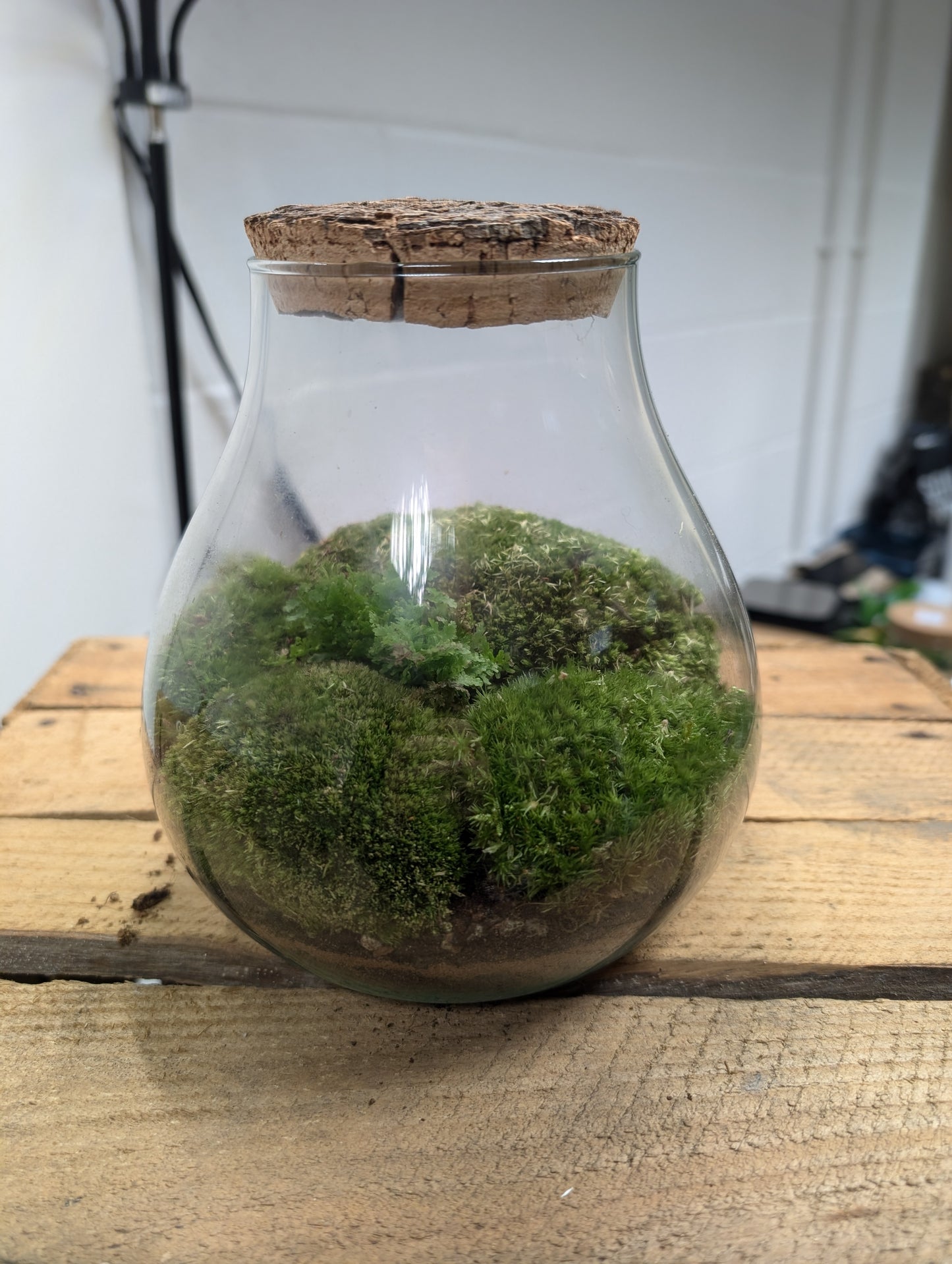 Medium Ready-made Terrarium - 'Lisa'