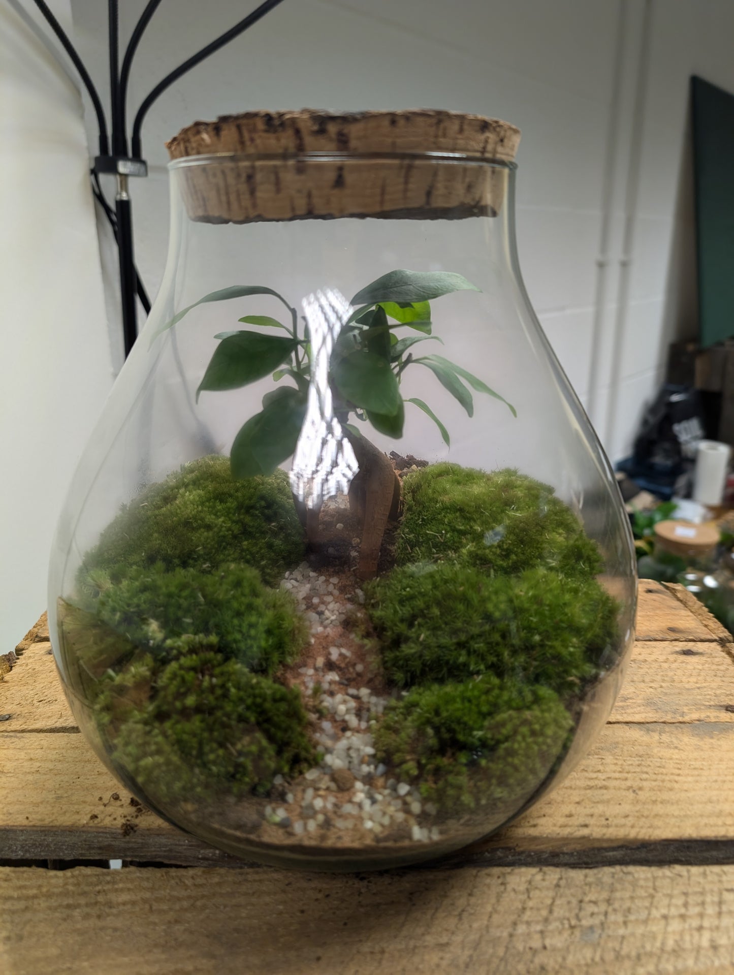 Large Ready-made Terrarium - 'Marrion'