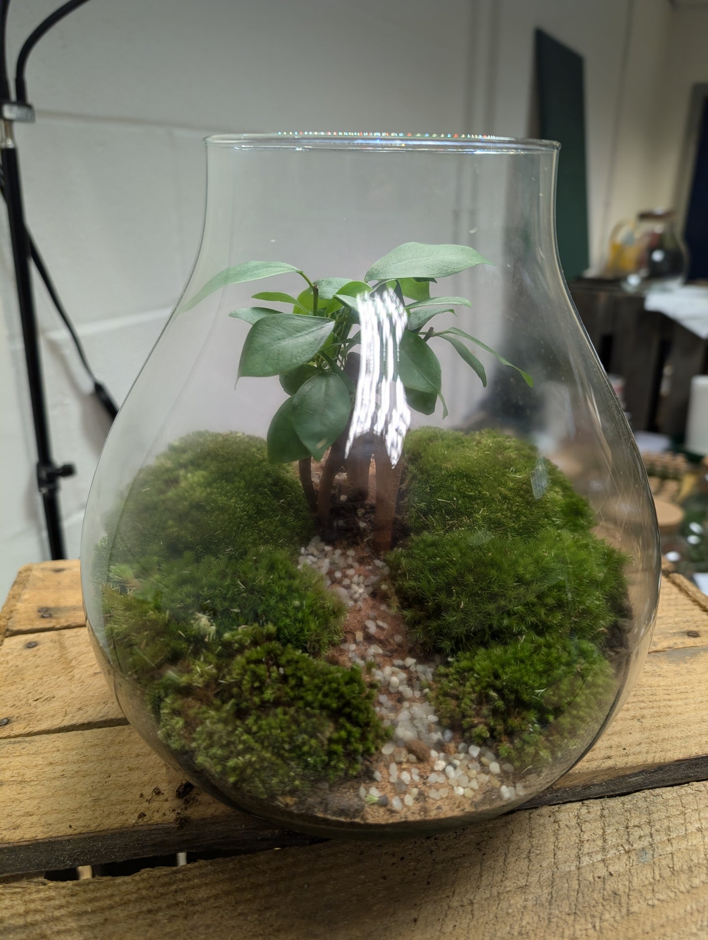 Large Ready-made Terrarium - 'Marrion'