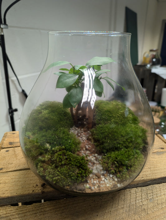 Large Ready-made Terrarium - 'Marrion'
