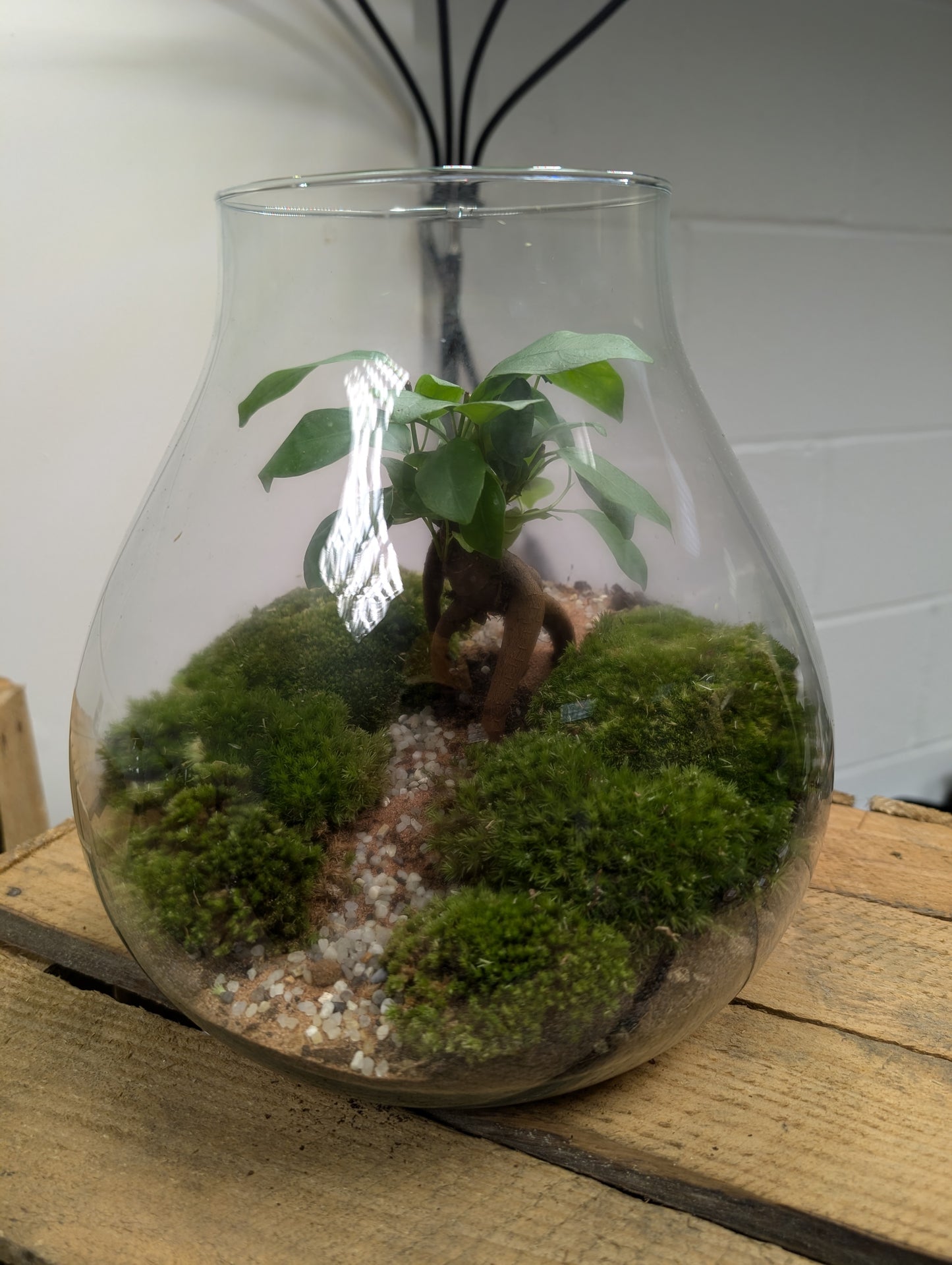Large Ready-made Terrarium - 'Marrion'