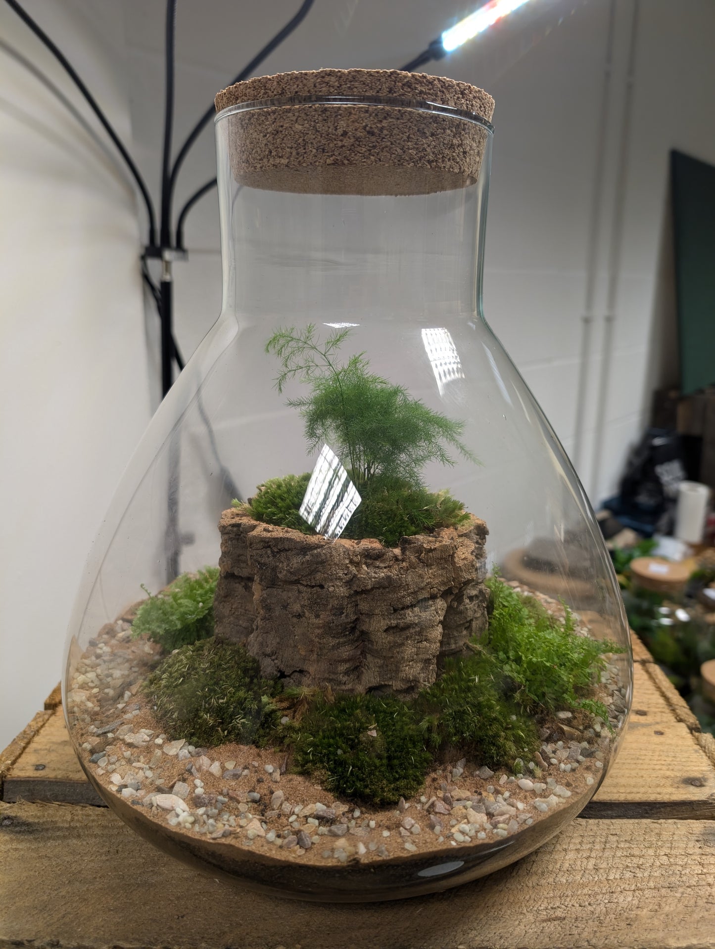 Large Ready-made Terrarium - 'Edmond'