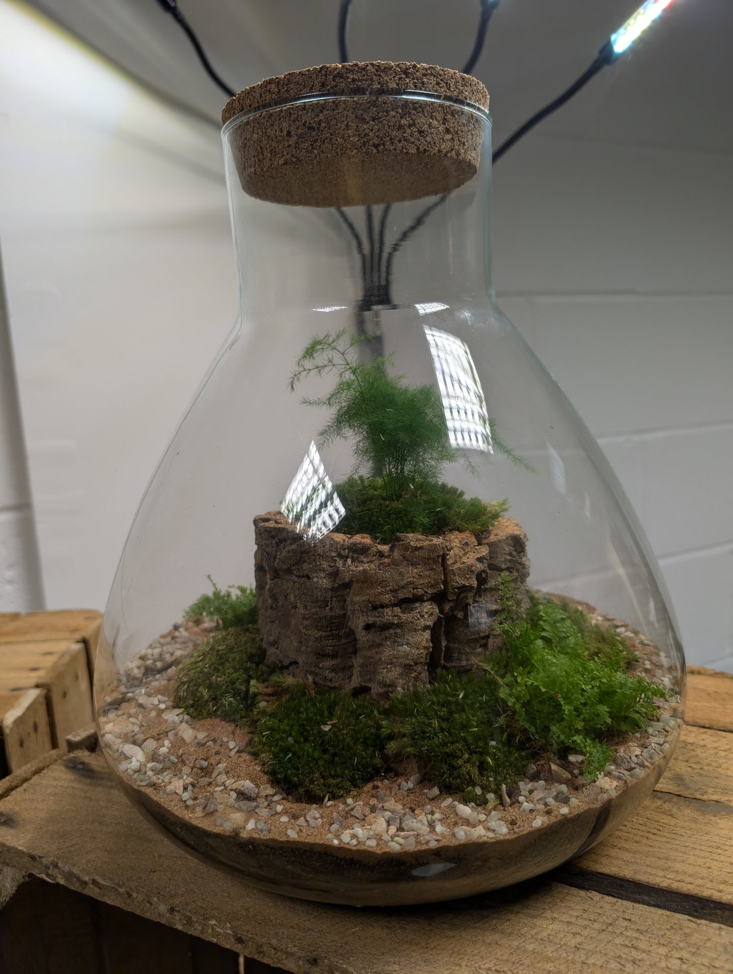 Large Ready-made Terrarium - 'Edmond'