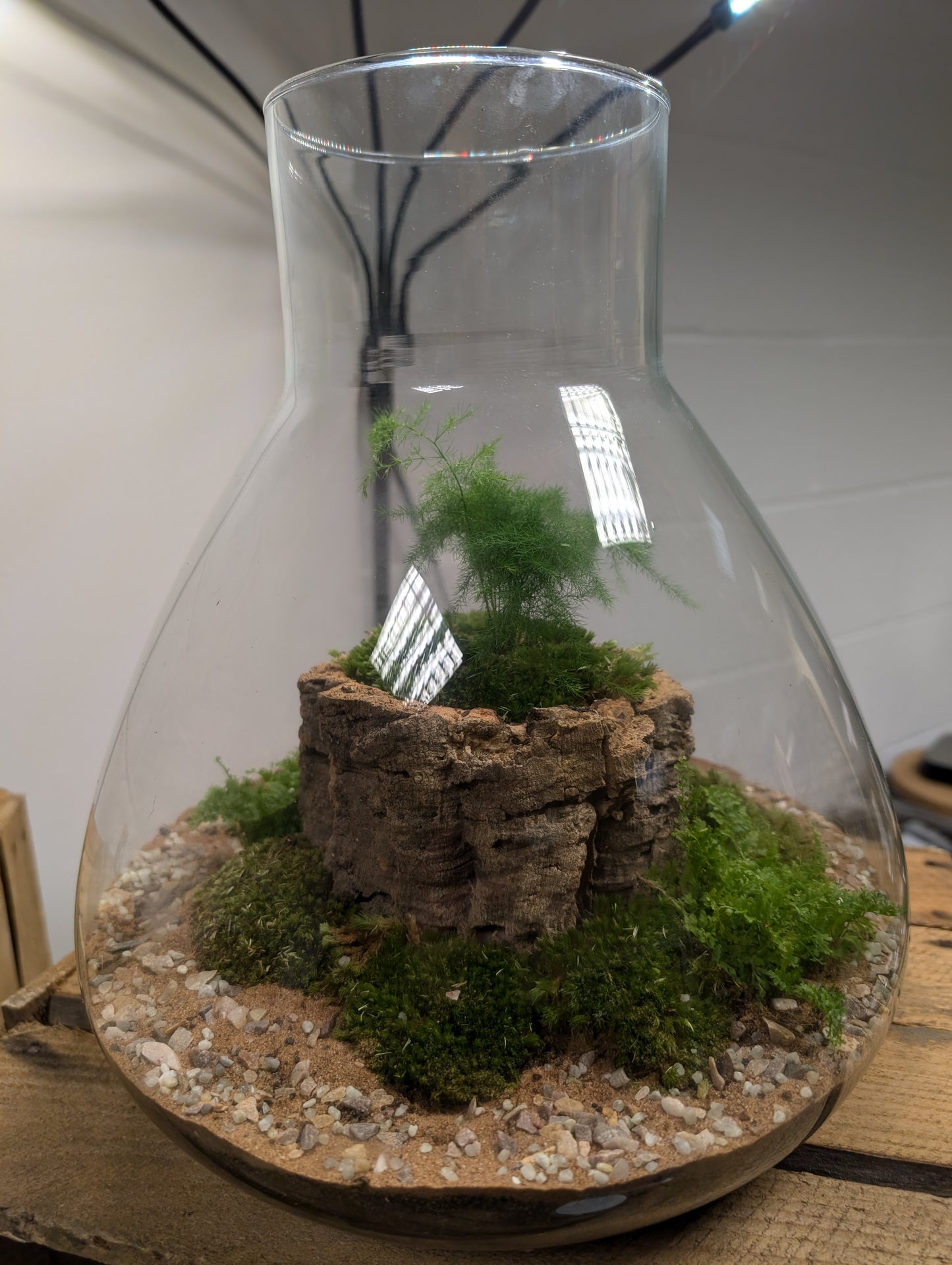 Large Ready-made Terrarium - 'Edmond'