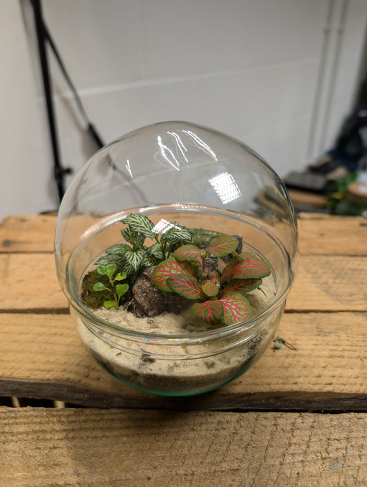 Small Ready-made Terrarium - 'Richard'