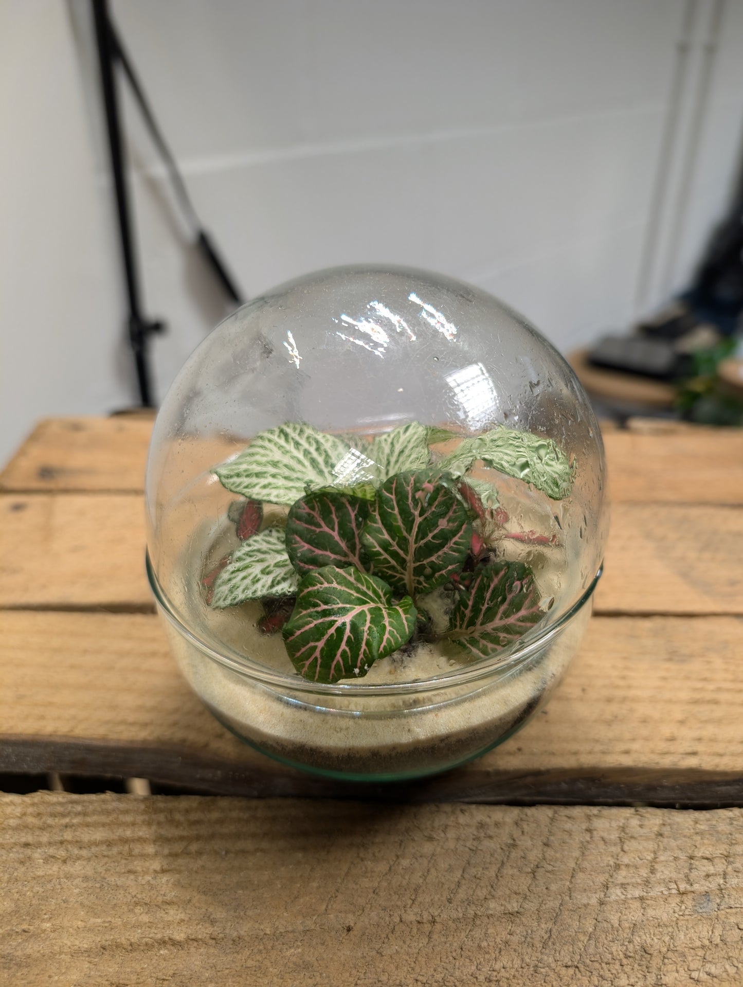 Small Ready-made Terrarium - 'Samantha'