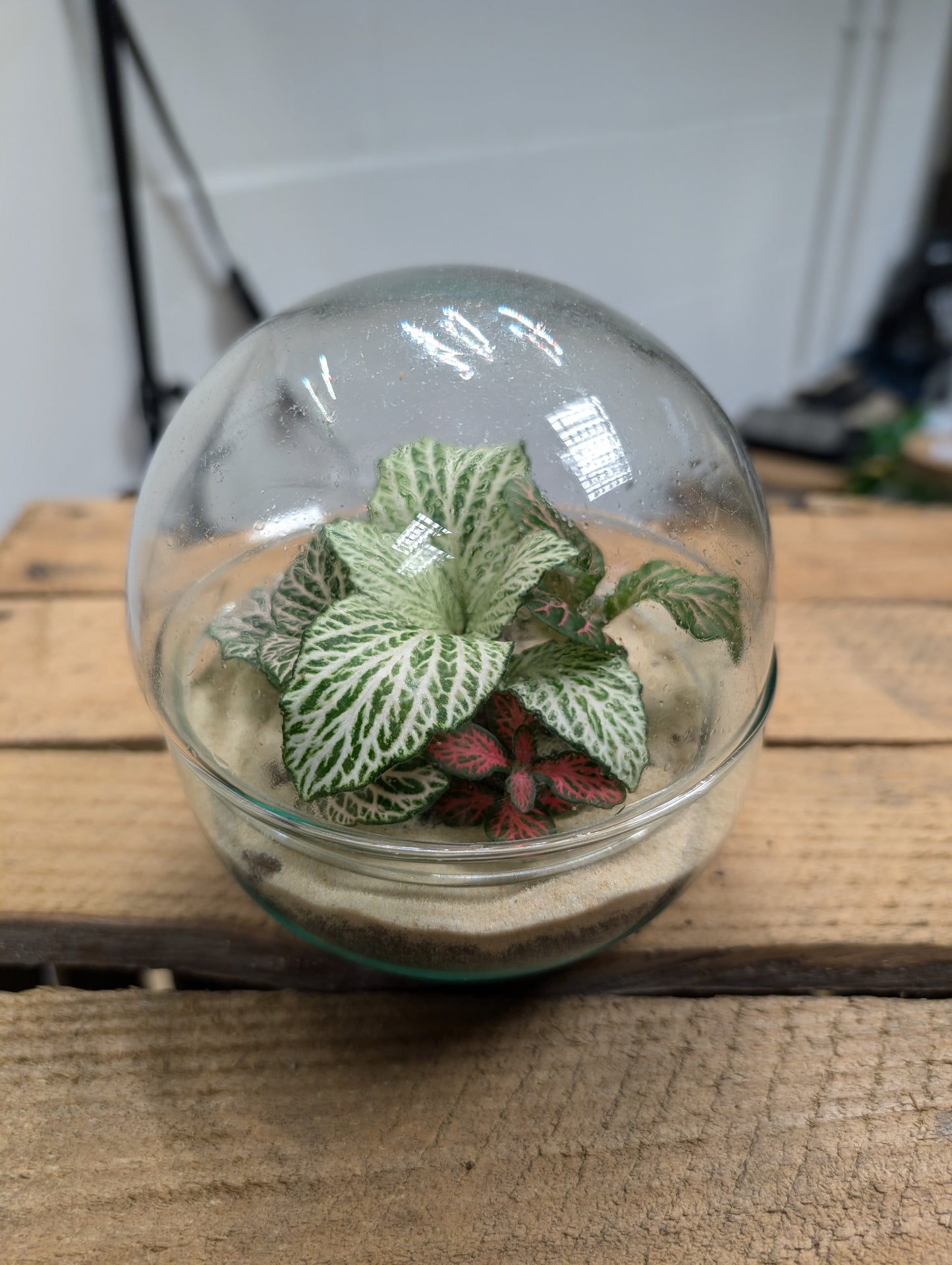 Small Ready-made Terrarium - 'Samantha'
