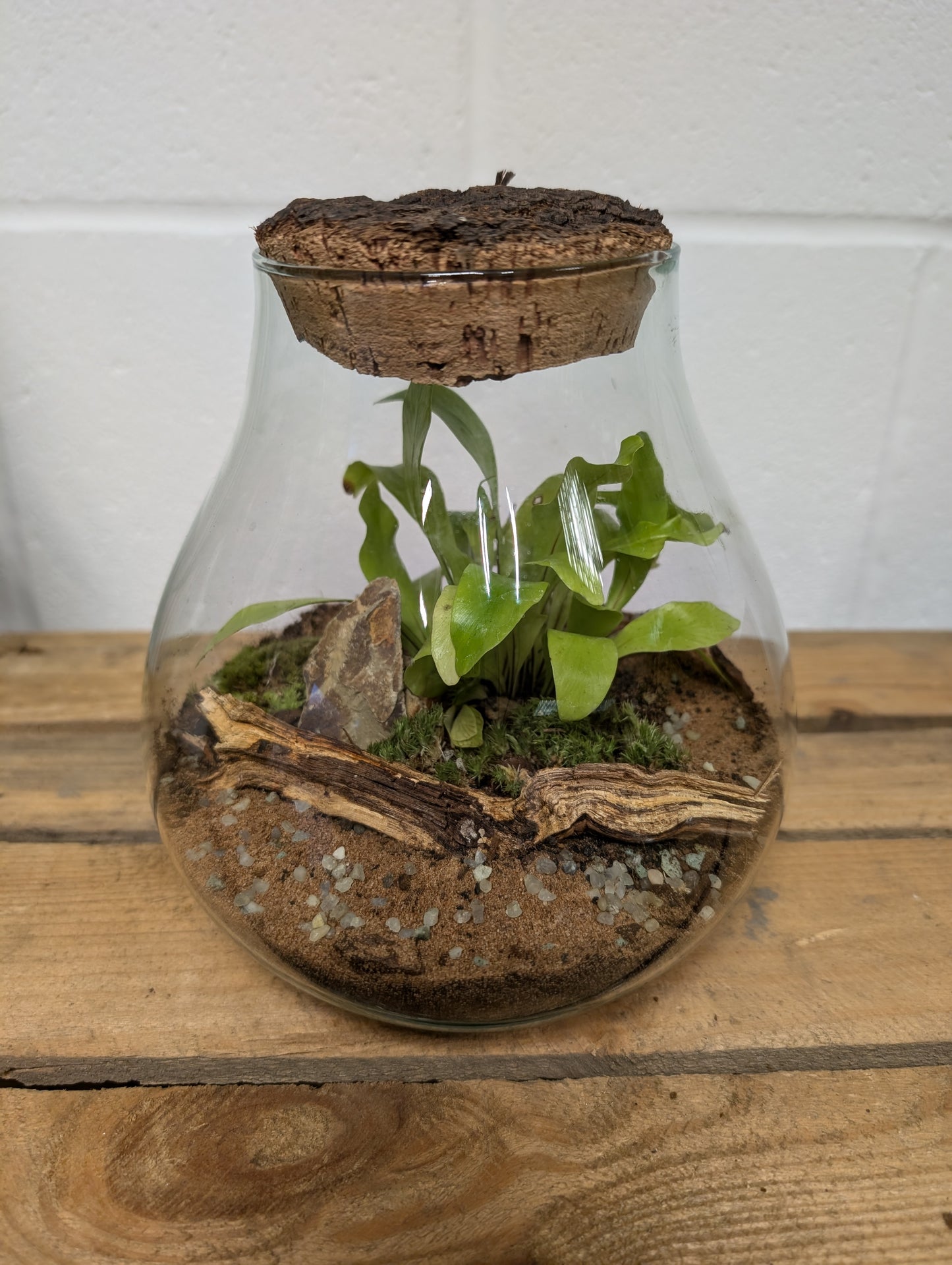 Medium Ready-made Terrarium - 'Aimee'