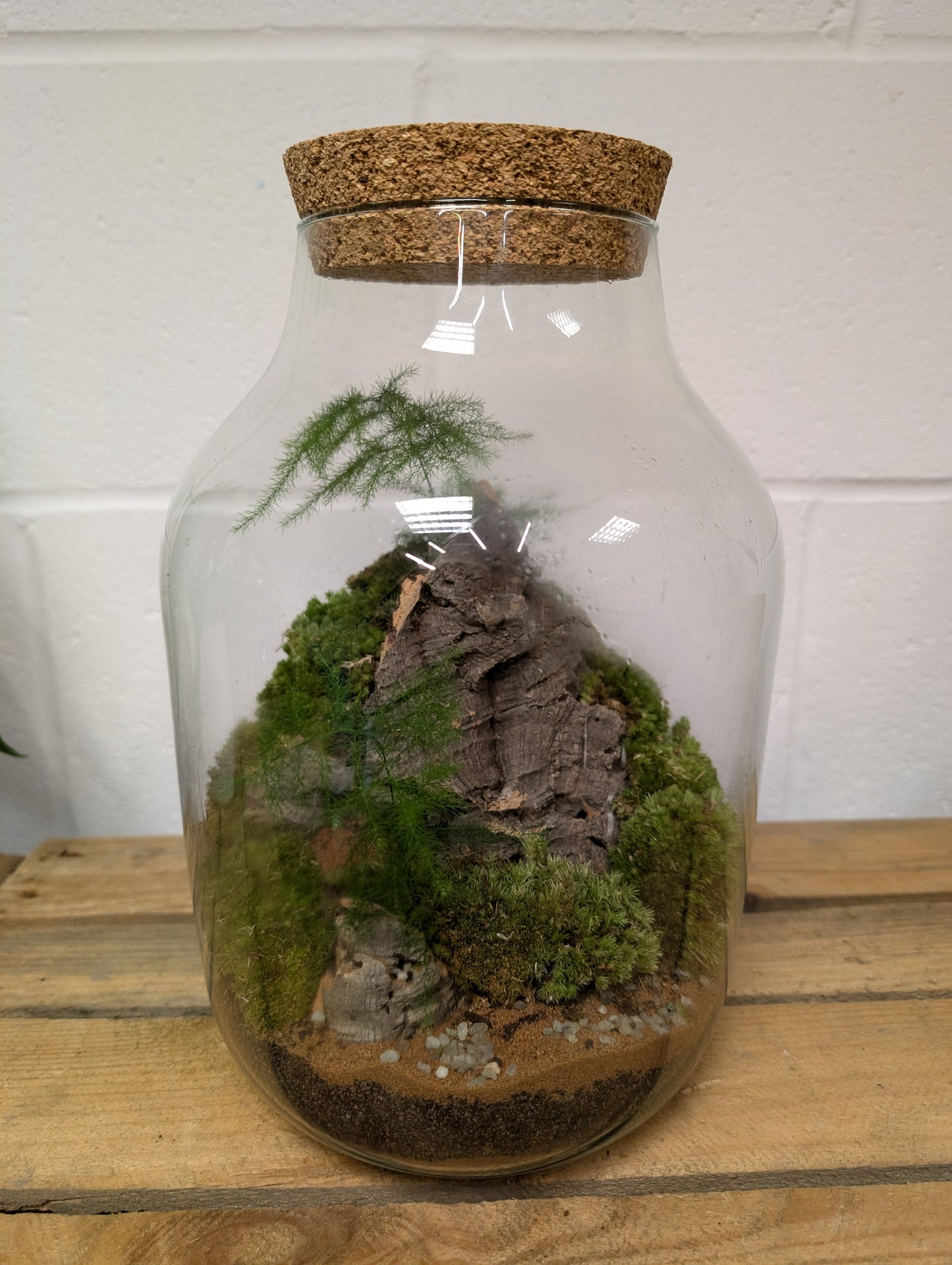 Large Ready-made Terrarium - 'Harry'