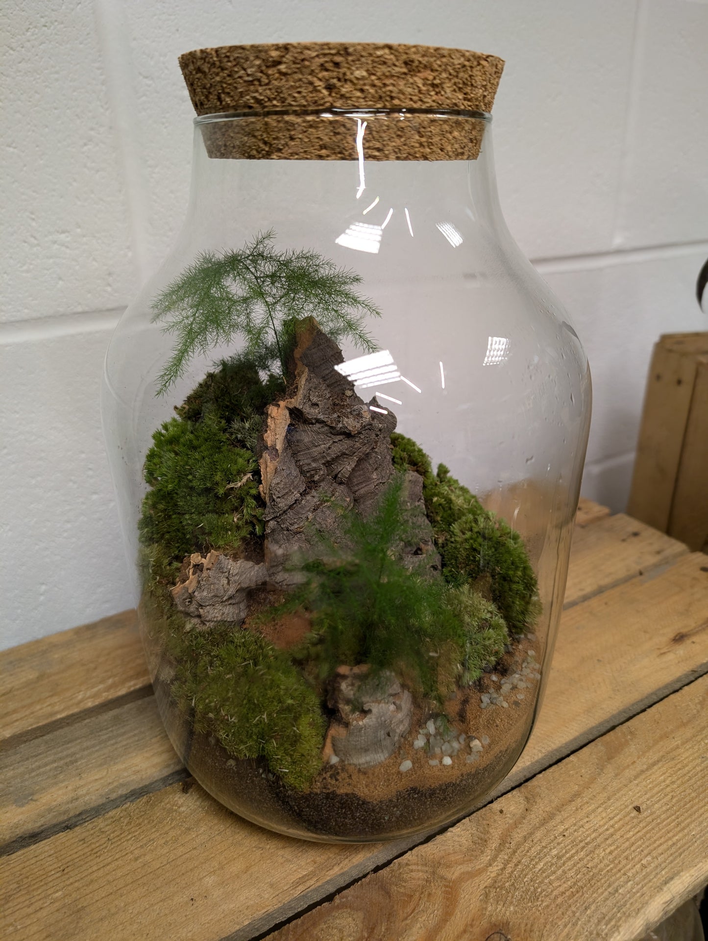 Large Ready-made Terrarium - 'Harry'