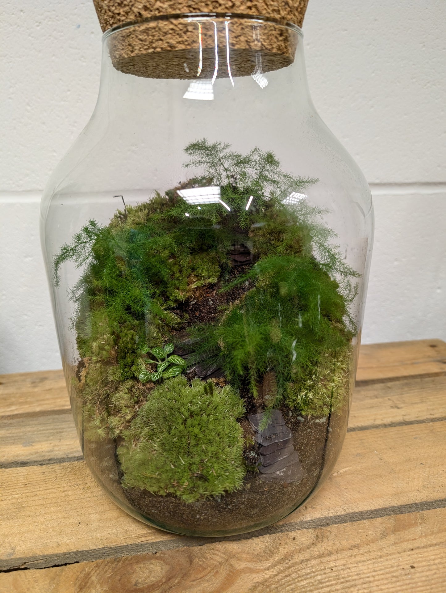 Large Ready-made Terrarium - 'Cameron'