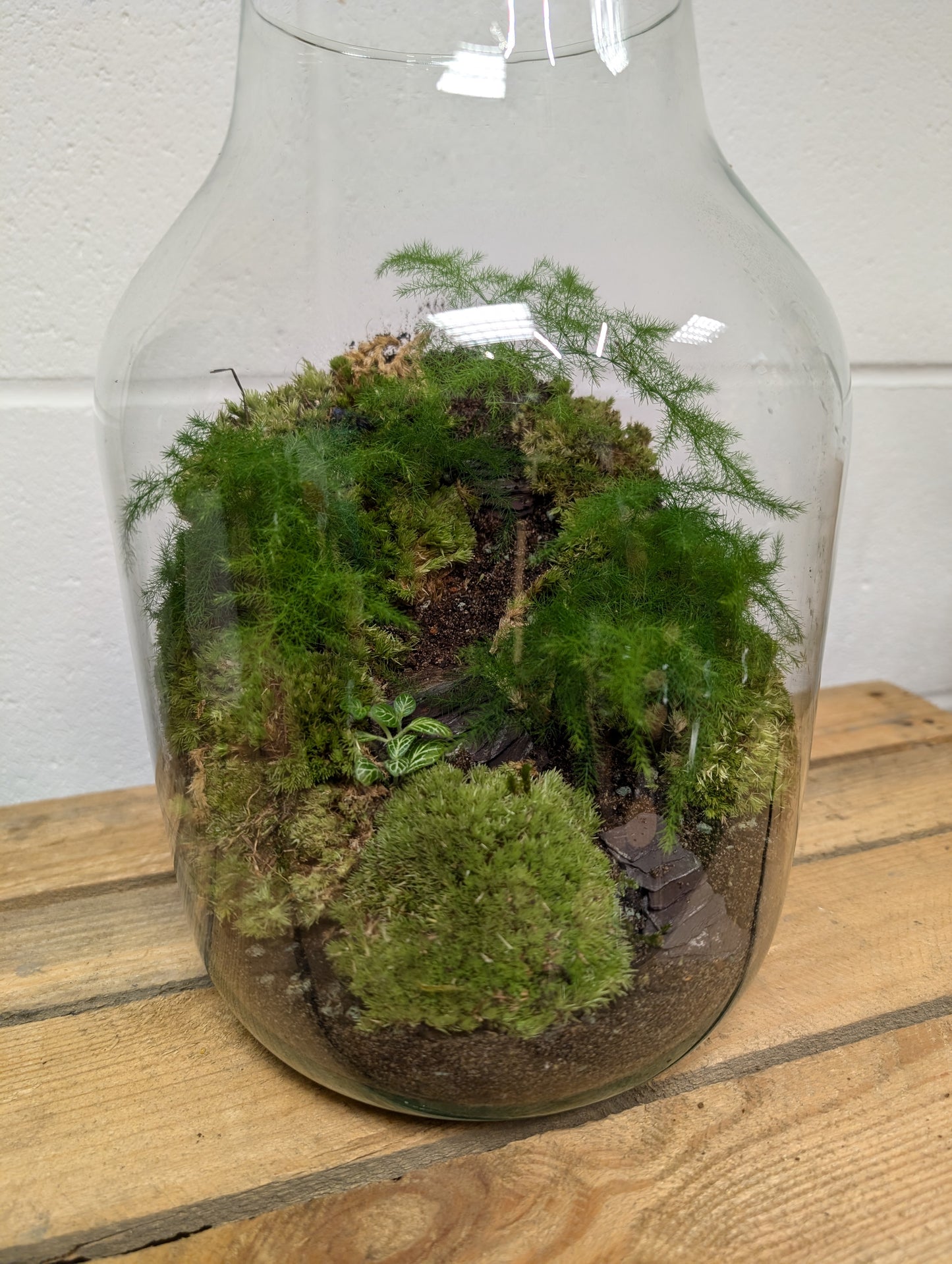 Large Ready-made Terrarium - 'Cameron'