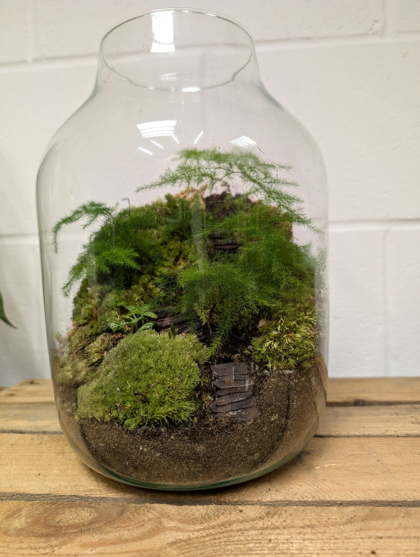 Large Ready-made Terrarium - 'Cameron'