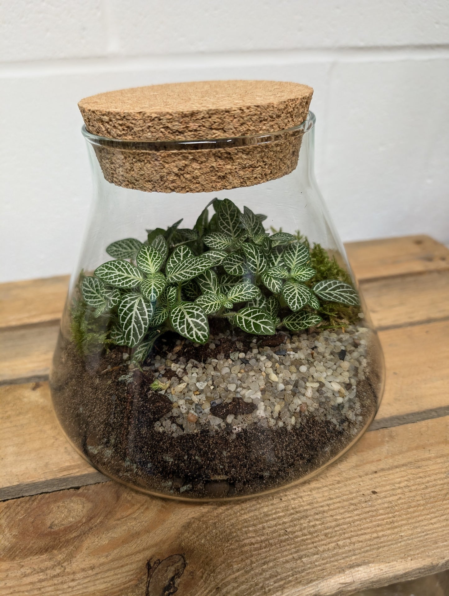 Medium Ready-made Terrarium - 'Lucy'