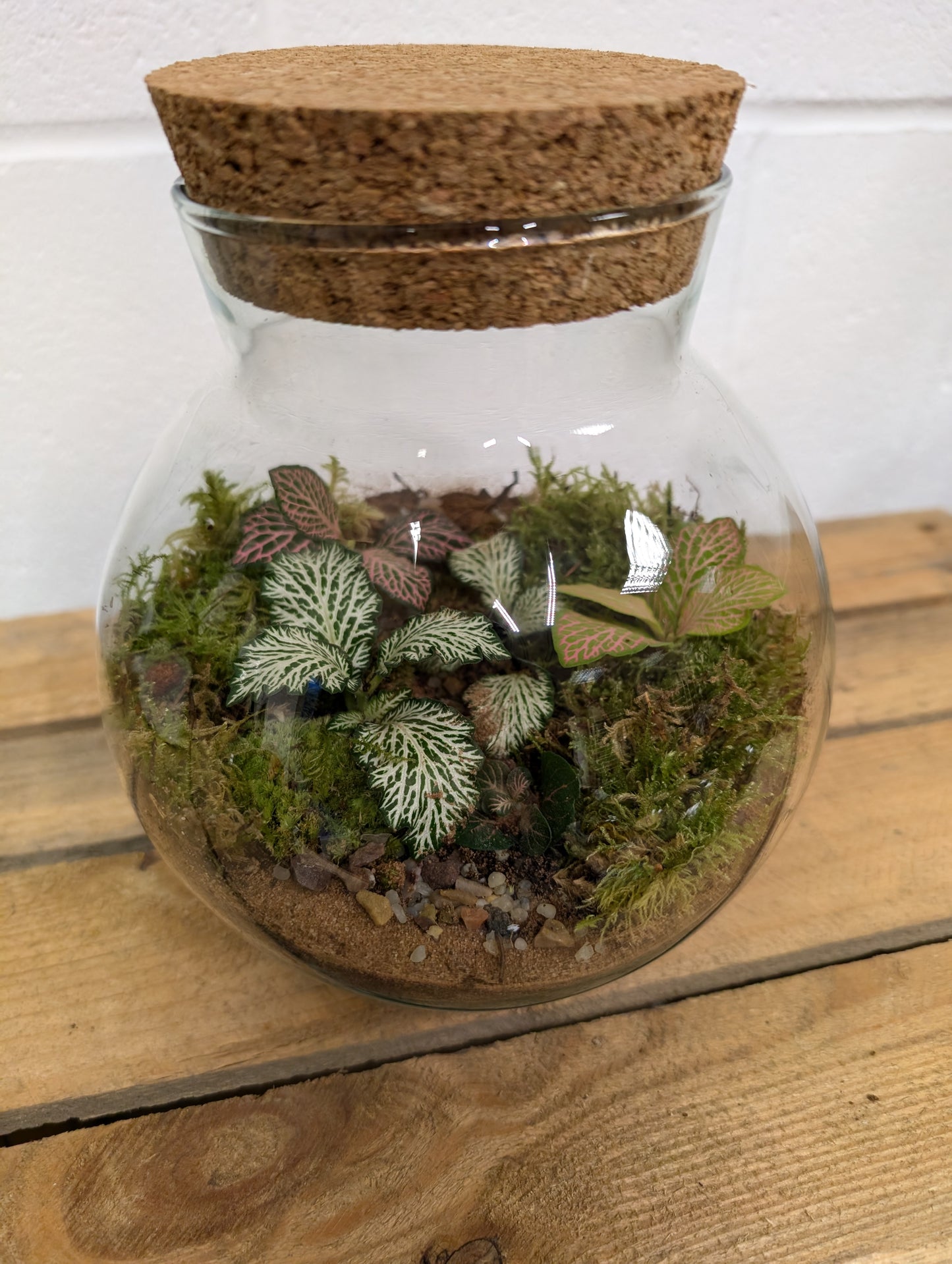 Medium Ready-made Terrarium - 'Charity'