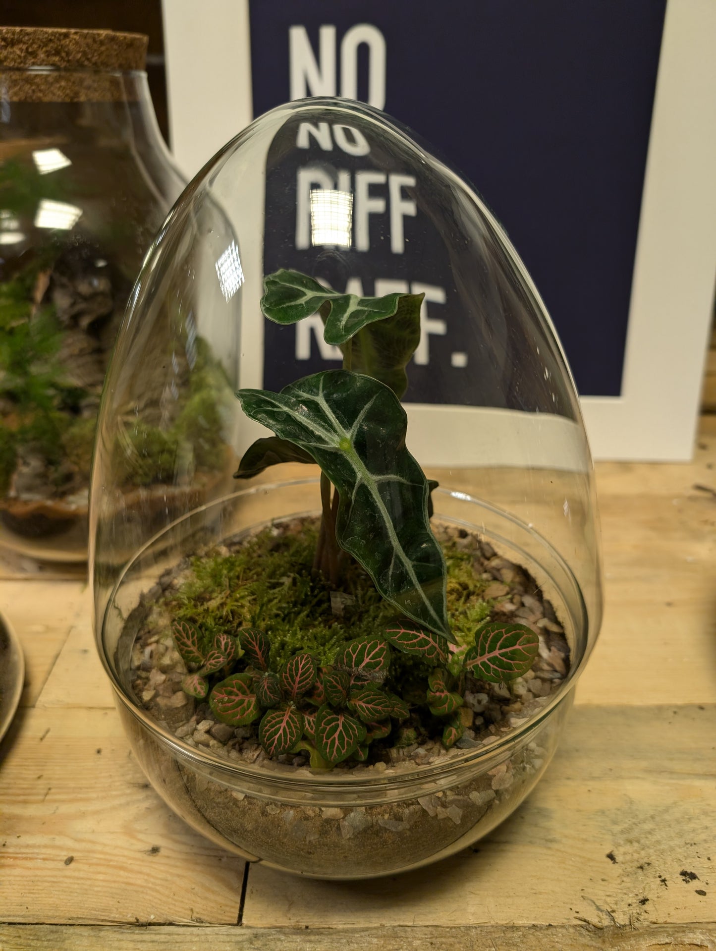 Medium Ready-made Terrarium - 'Kevin'