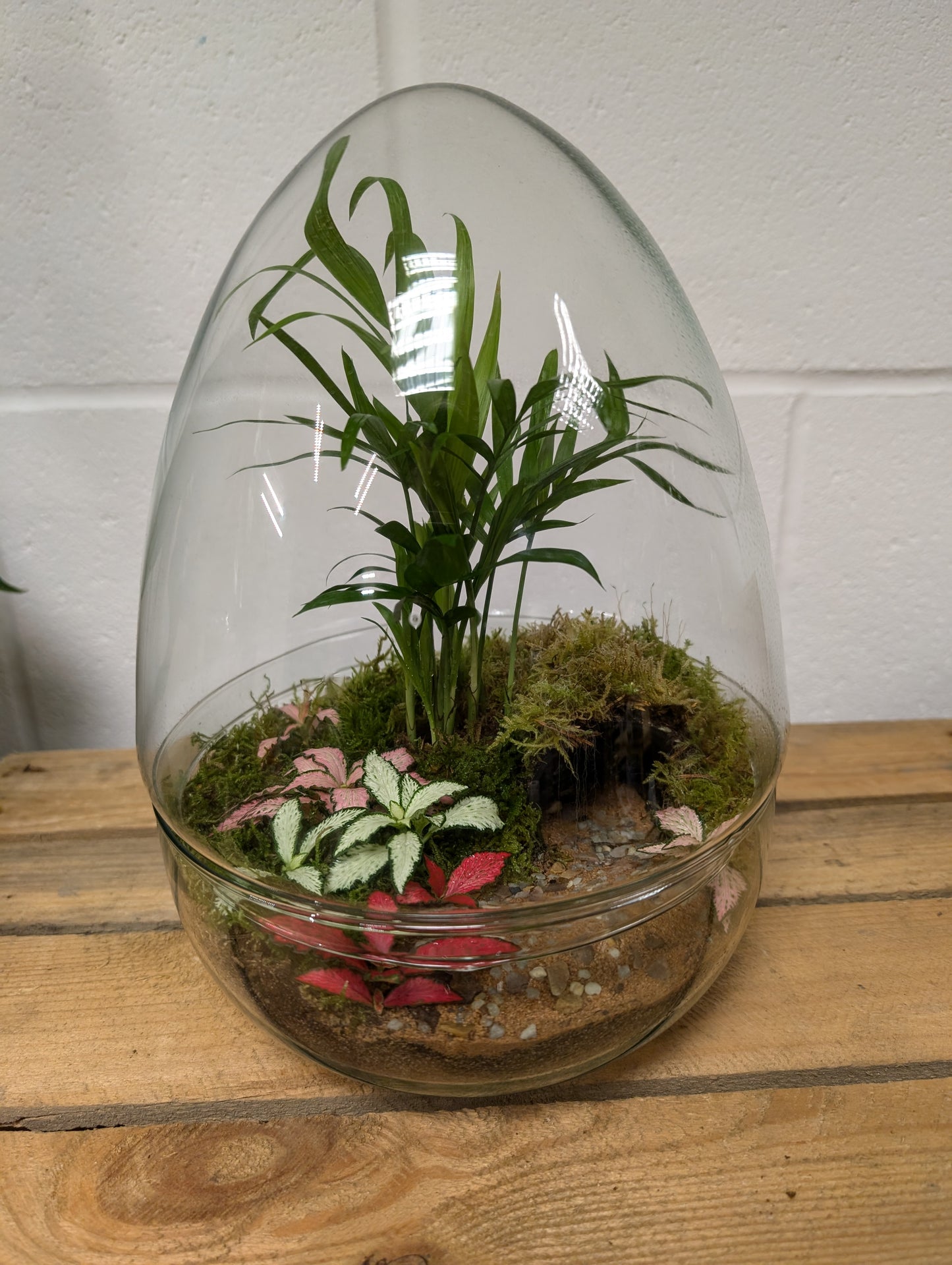 Large Ready-made Terrarium - 'Toby'