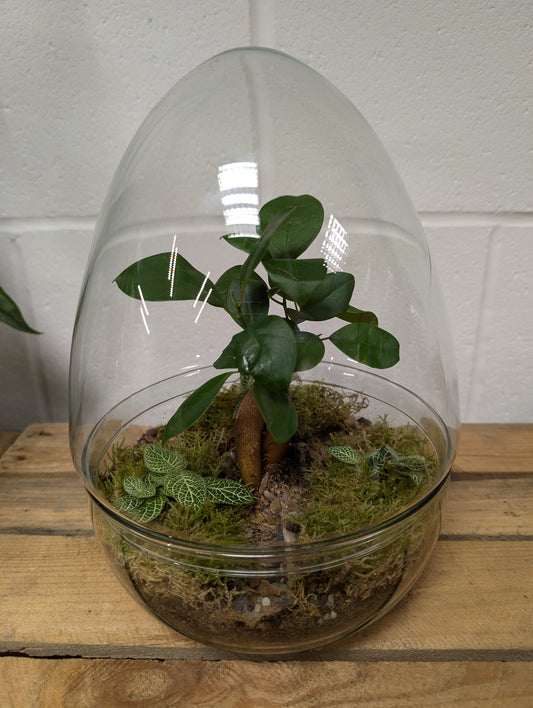 Large Ready-made Terrarium - 'Gloria'