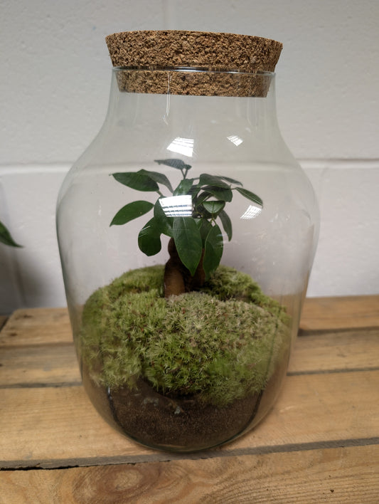 Large Ready-made Terrarium - 'Arthur'
