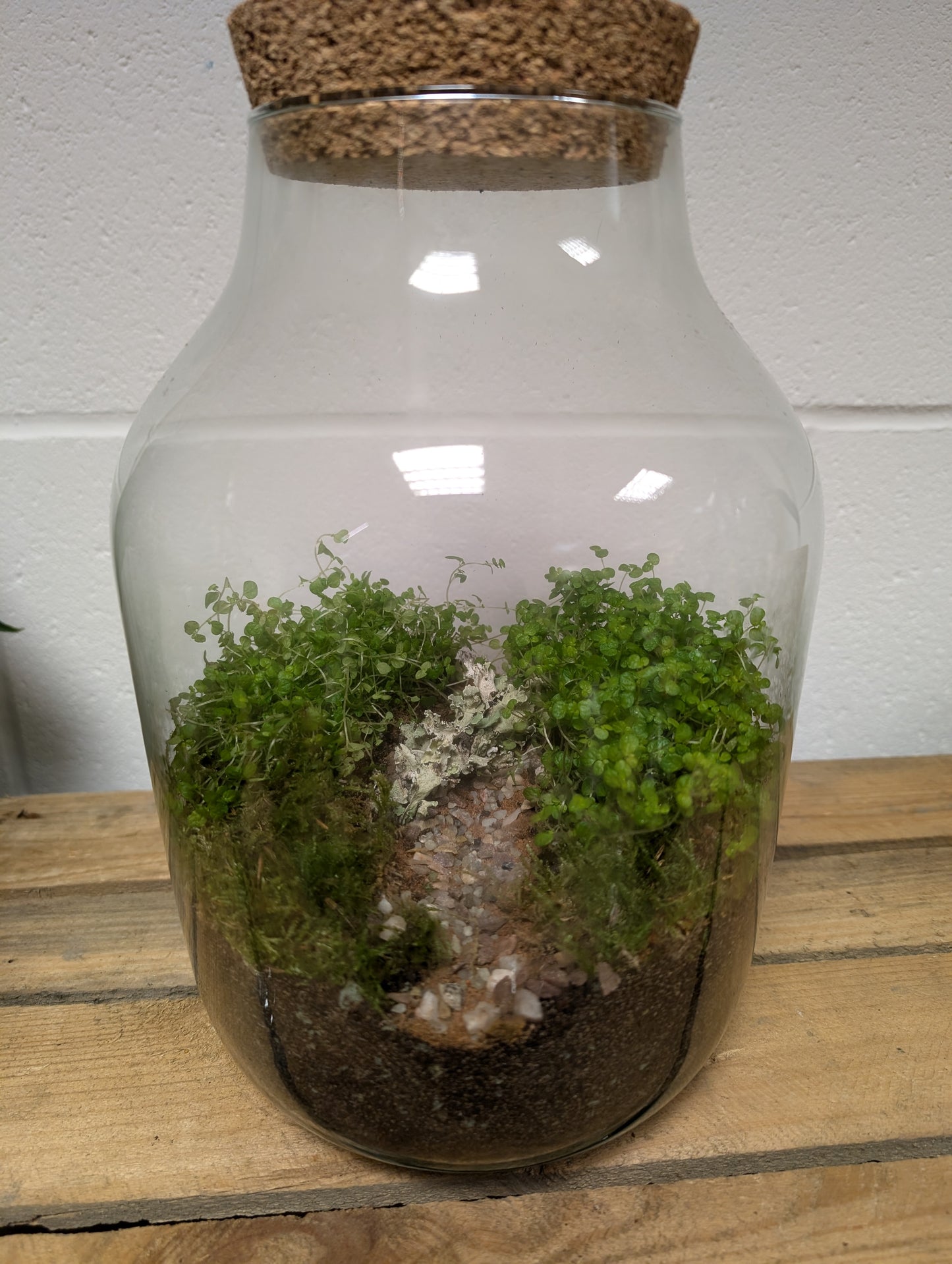 Large Ready-made Terrarium - 'William'