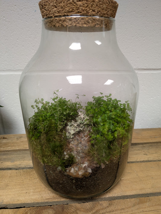 Large Ready-made Terrarium - 'William'