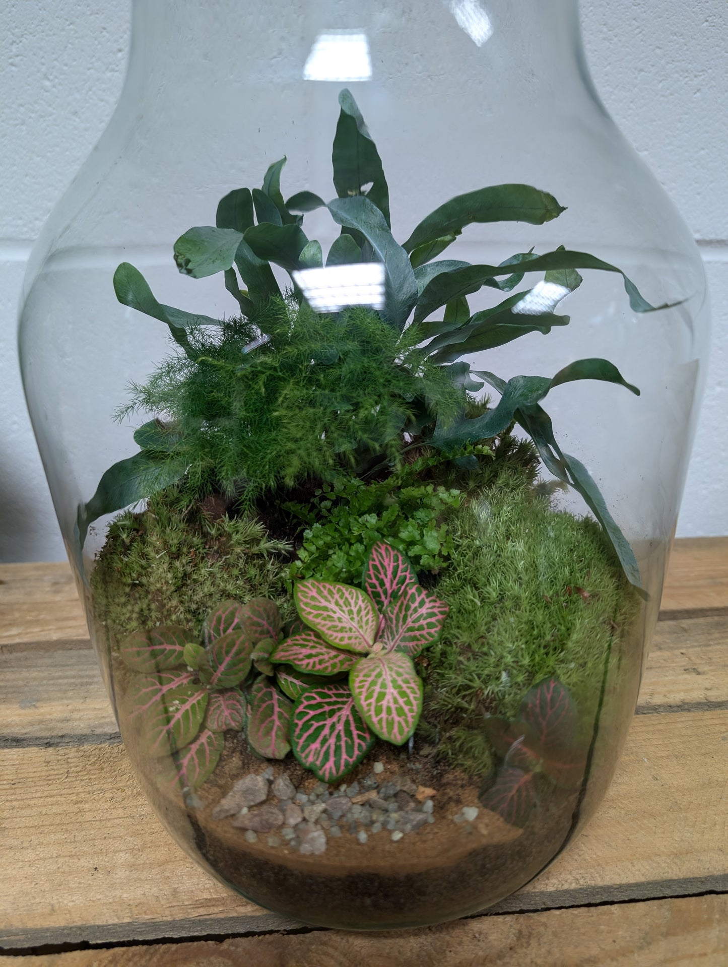 Large Ready-made Terrarium - 'Caitlin'