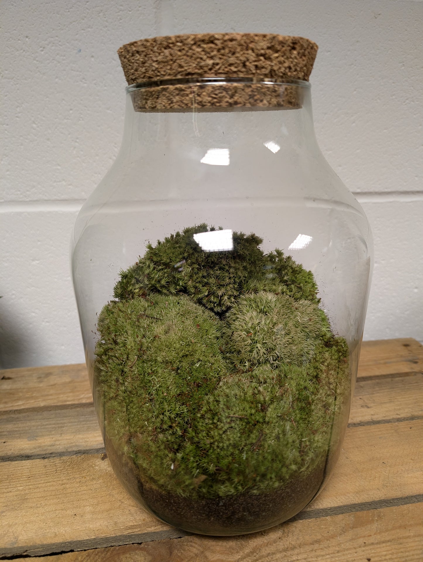 Large Ready-made Terrarium - 'June'